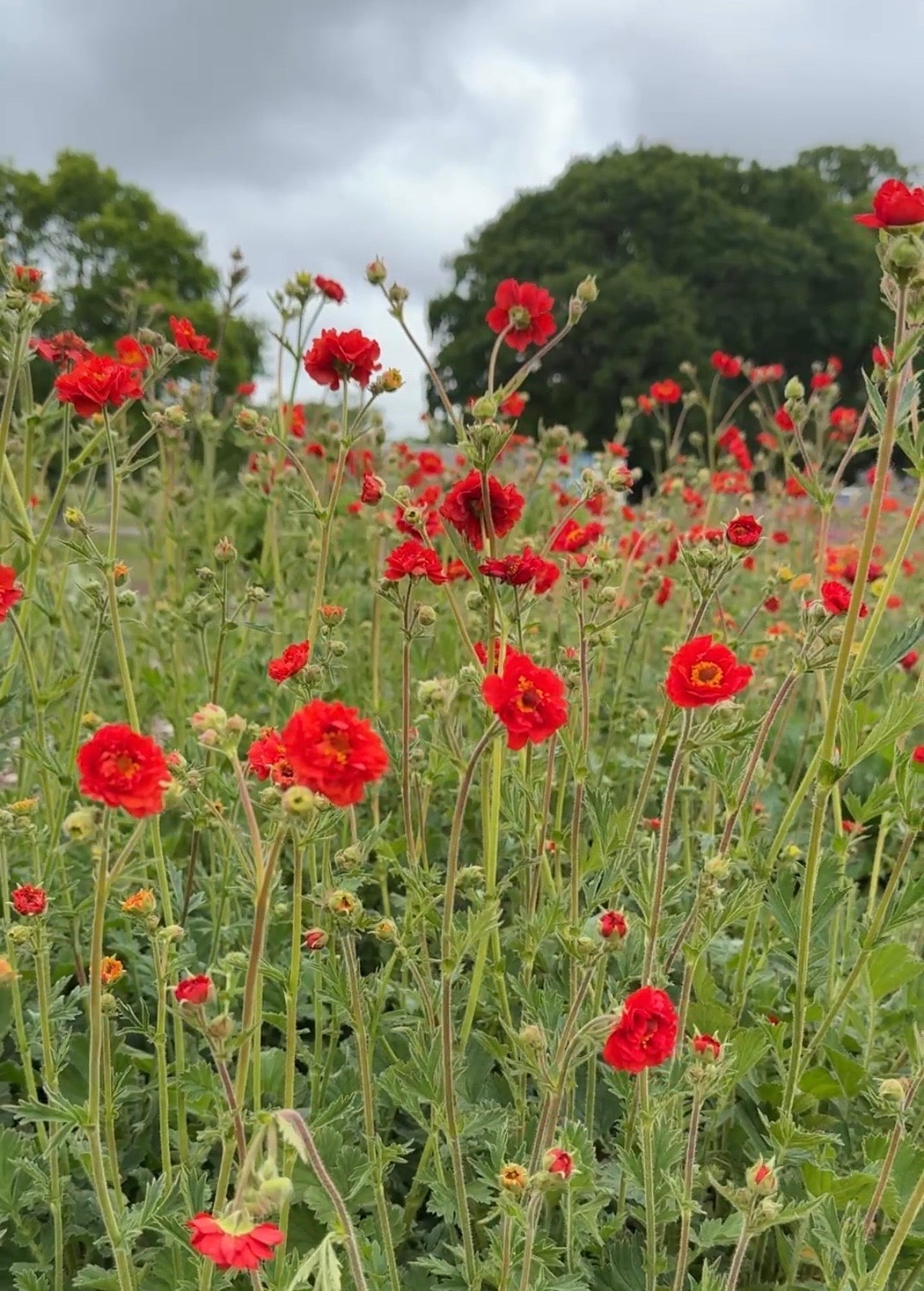 Geum Mrs Bradshaw - REGN