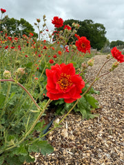 Geum Mrs Bradshaw - REGN