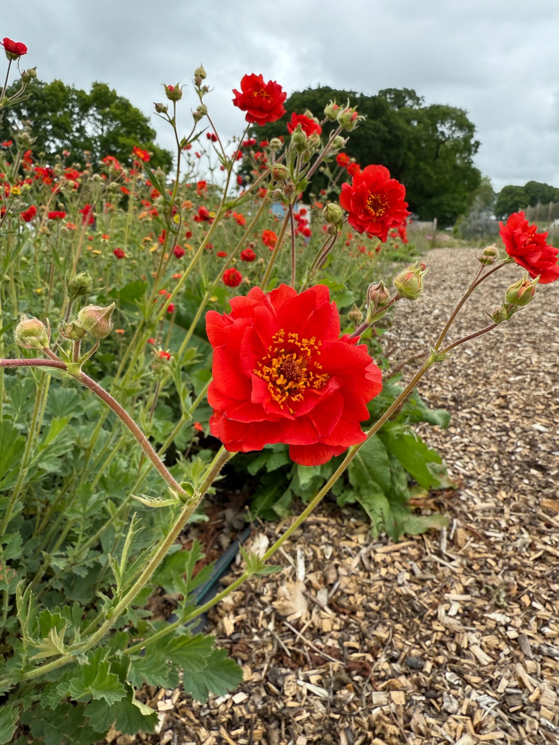 Geum Mrs Bradshaw - REGN