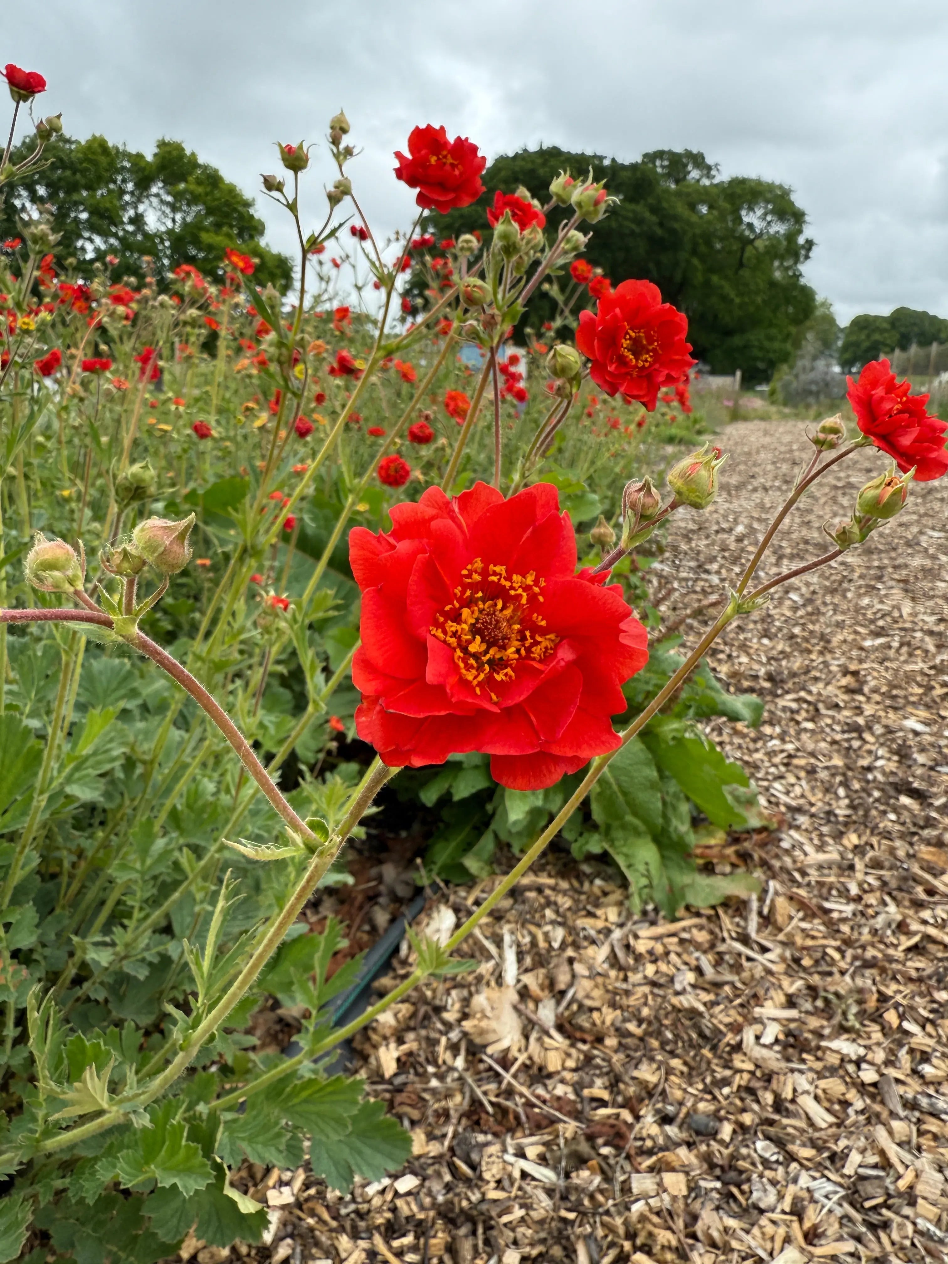 Geum Mrs Bradshaw - REGN