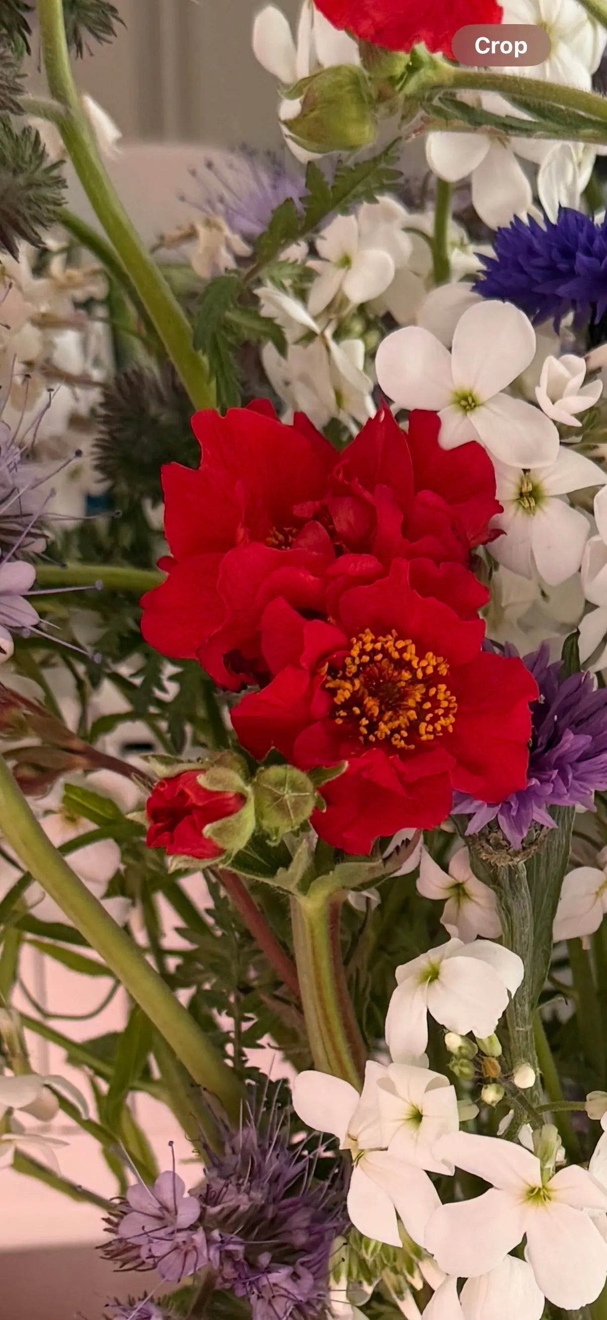 Geum Mrs Bradshaw - REGN