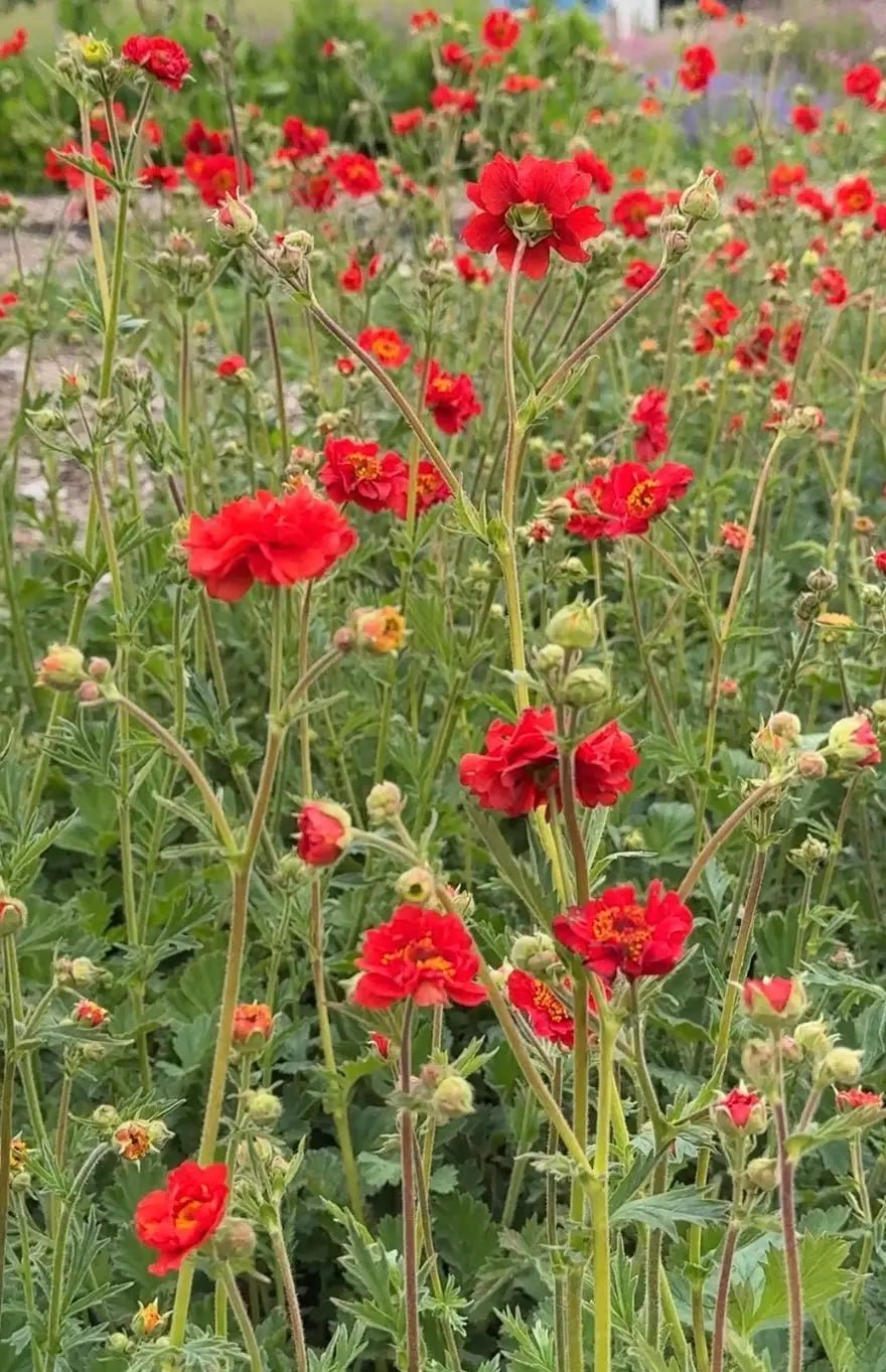 Geum Mrs Bradshaw - REGN