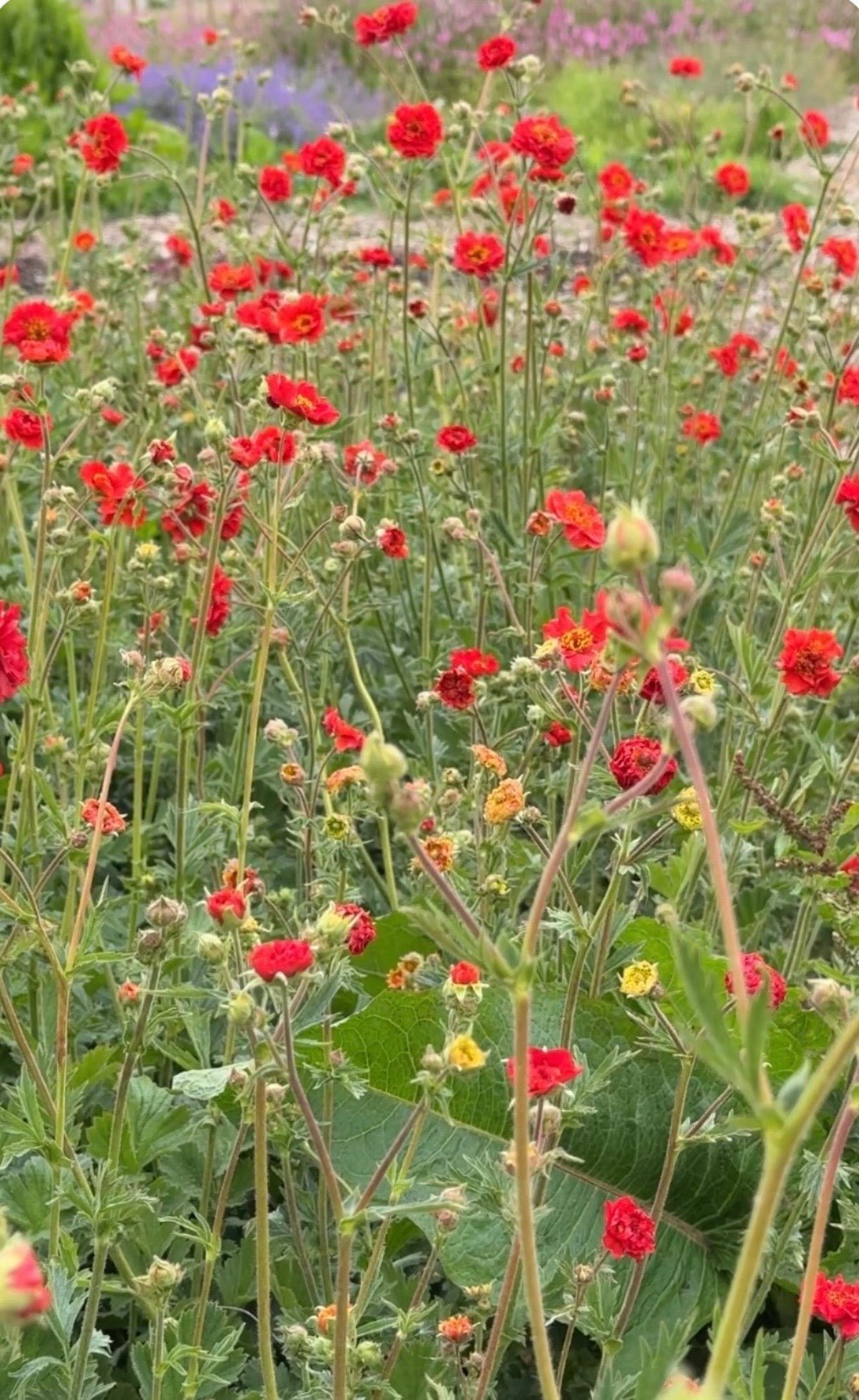 Geum Mrs Bradshaw - REGN