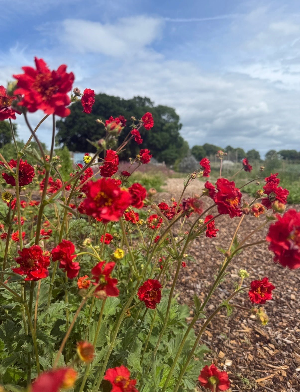 Geum Mrs Bradshaw - REGN