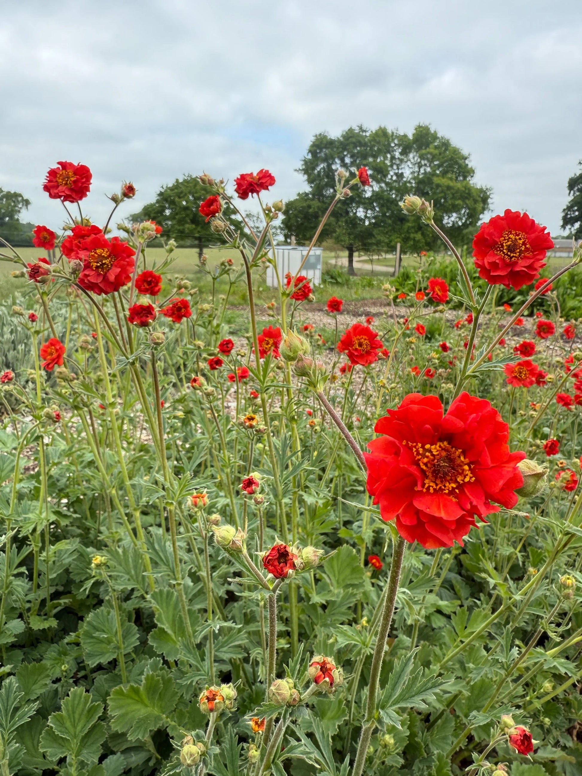 Geum Mrs Bradshaw - REGN