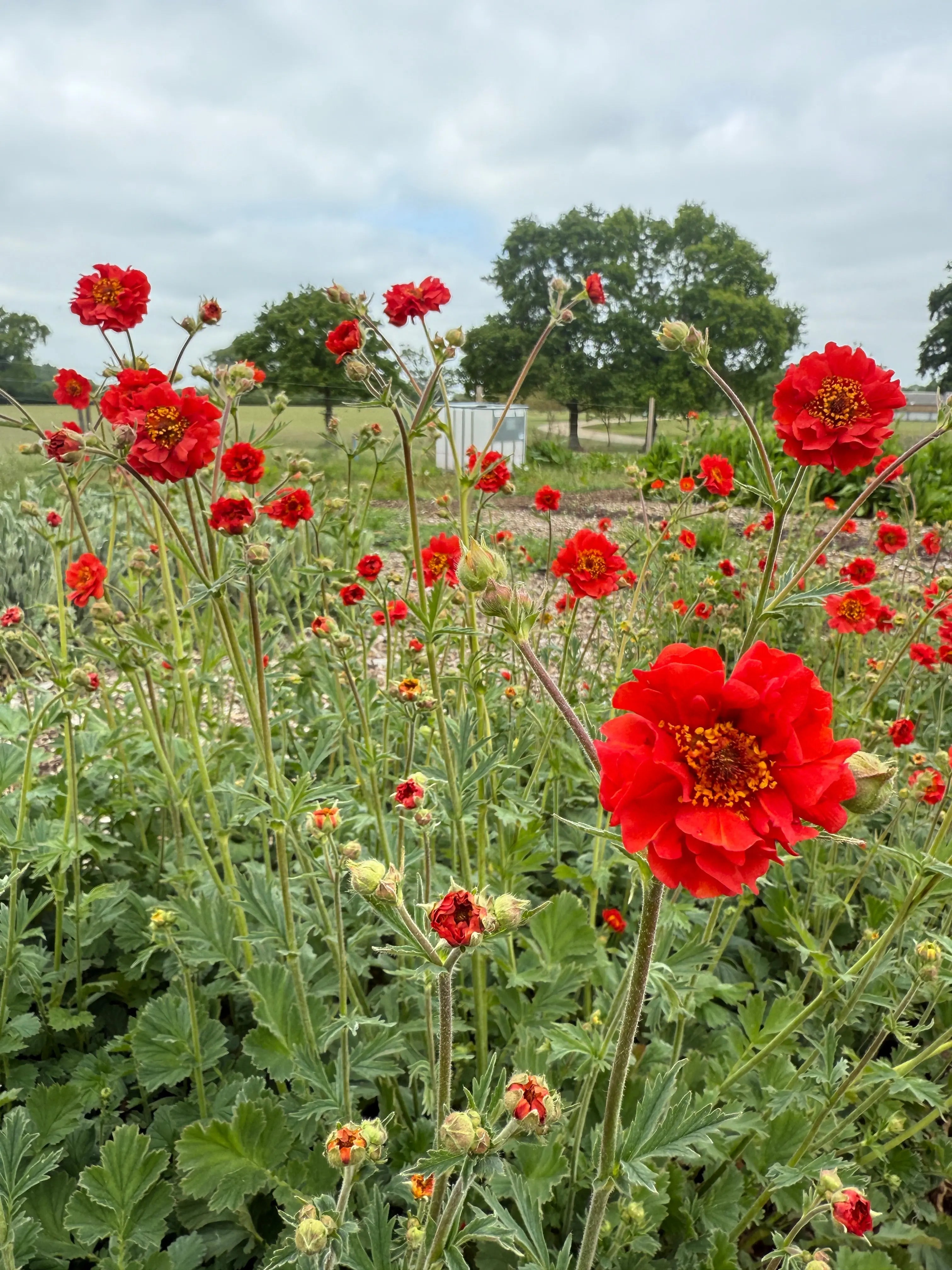 Geum Mrs Bradshaw - REGN