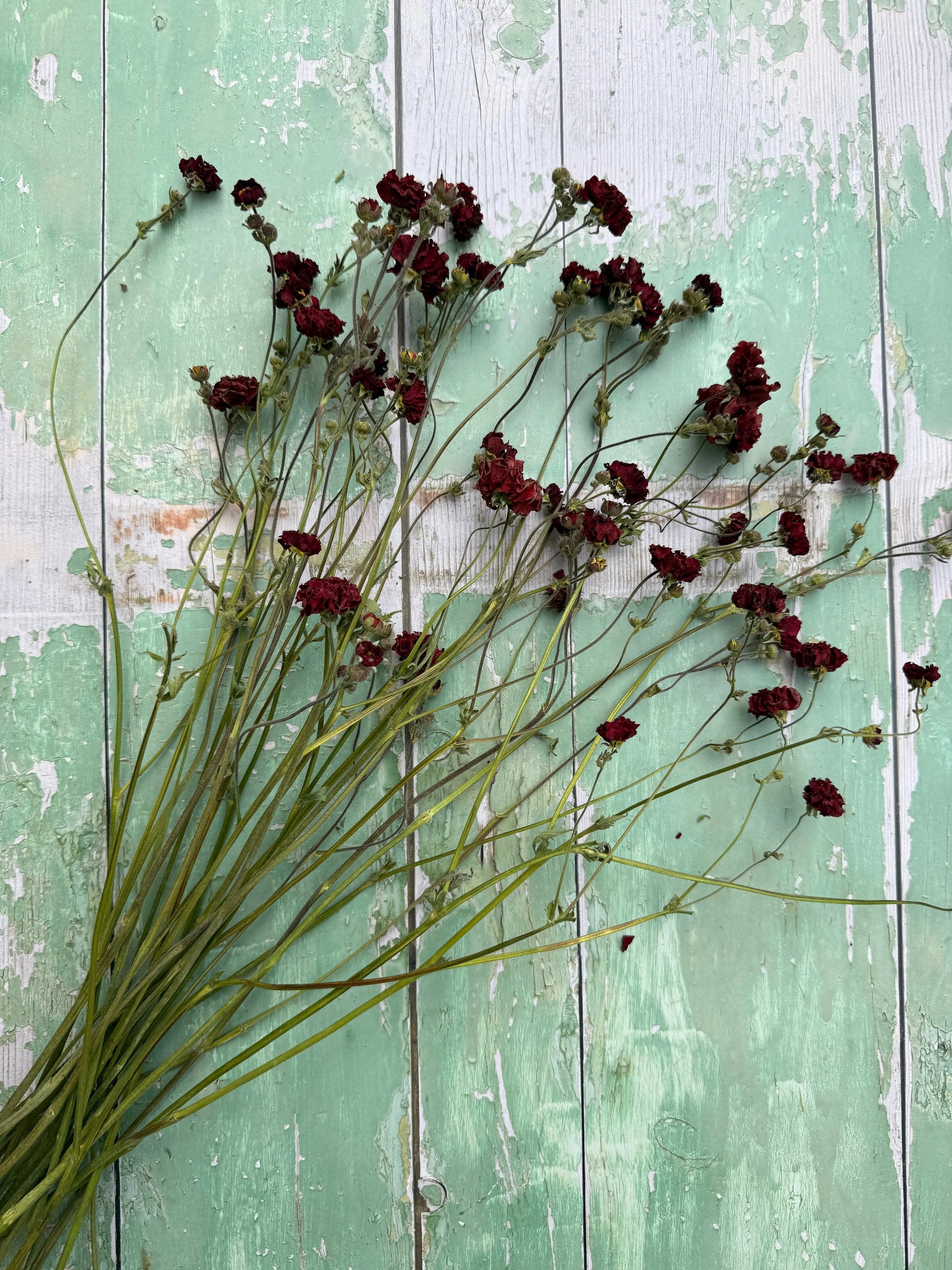 Geums Dried - REGN