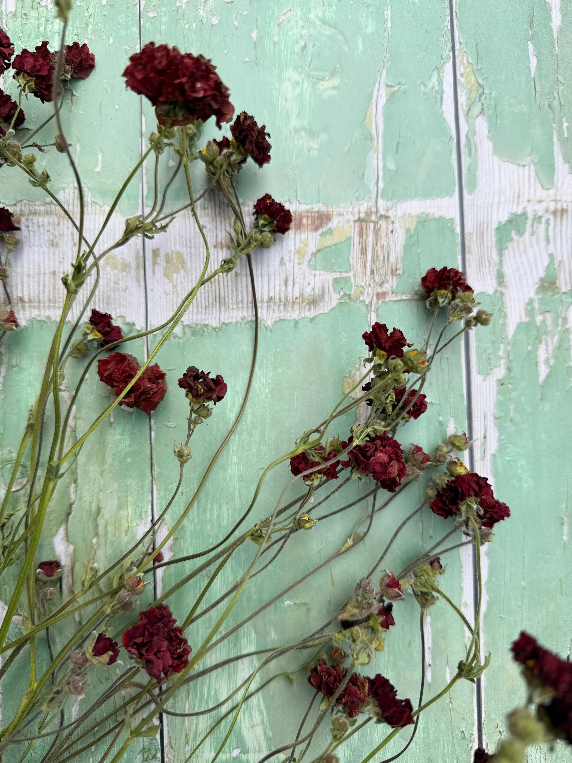 Geums Dried - REGN