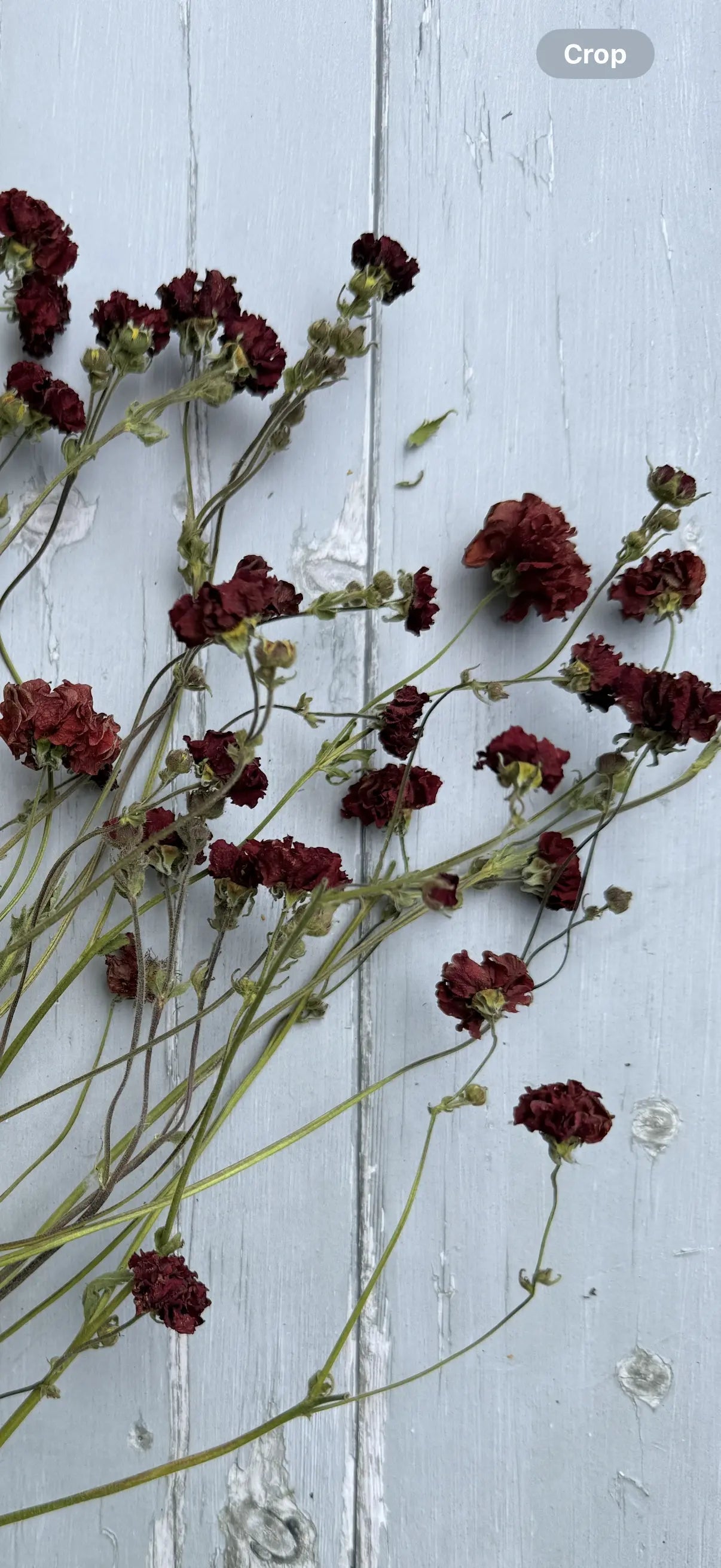 Geums Dried - REGN