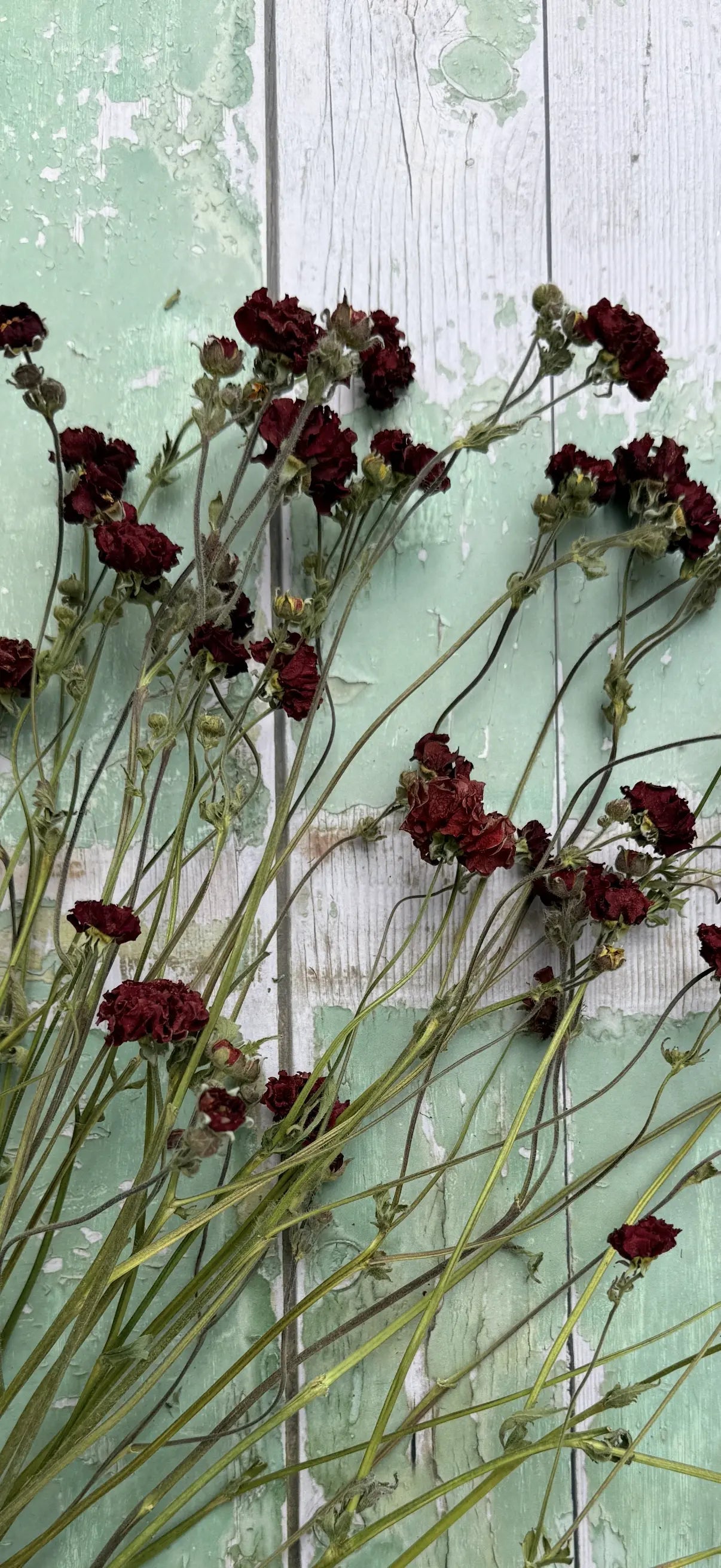 Geums Dried - REGN