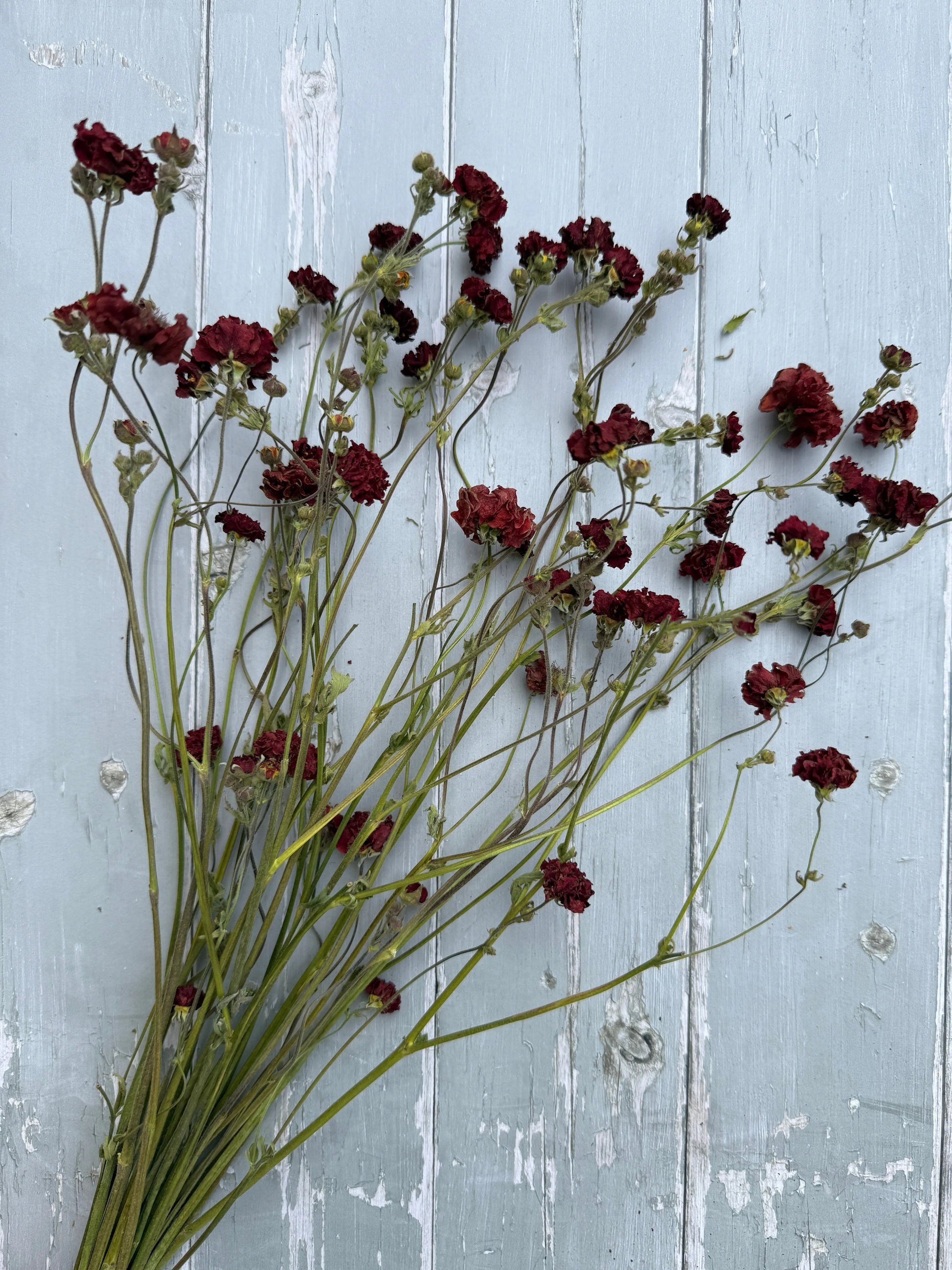 Geums Dried - REGN