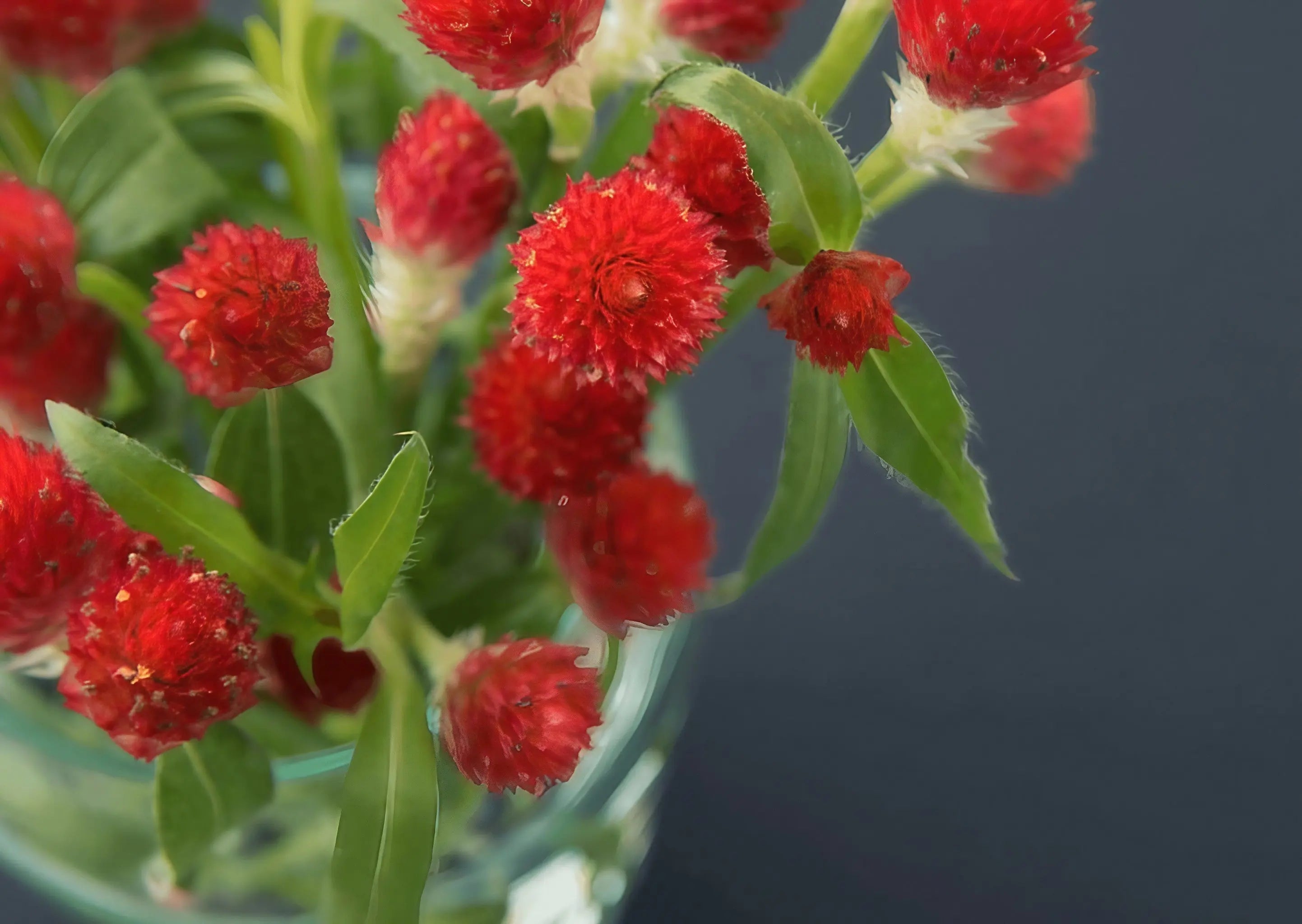 Gomphrena Strawberry Fields - REGN