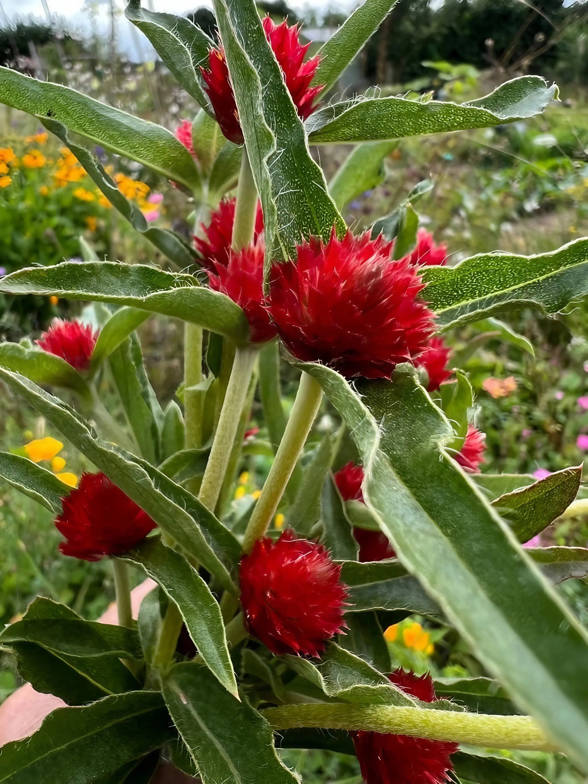 Gomphrena Strawberry Fields - REGN