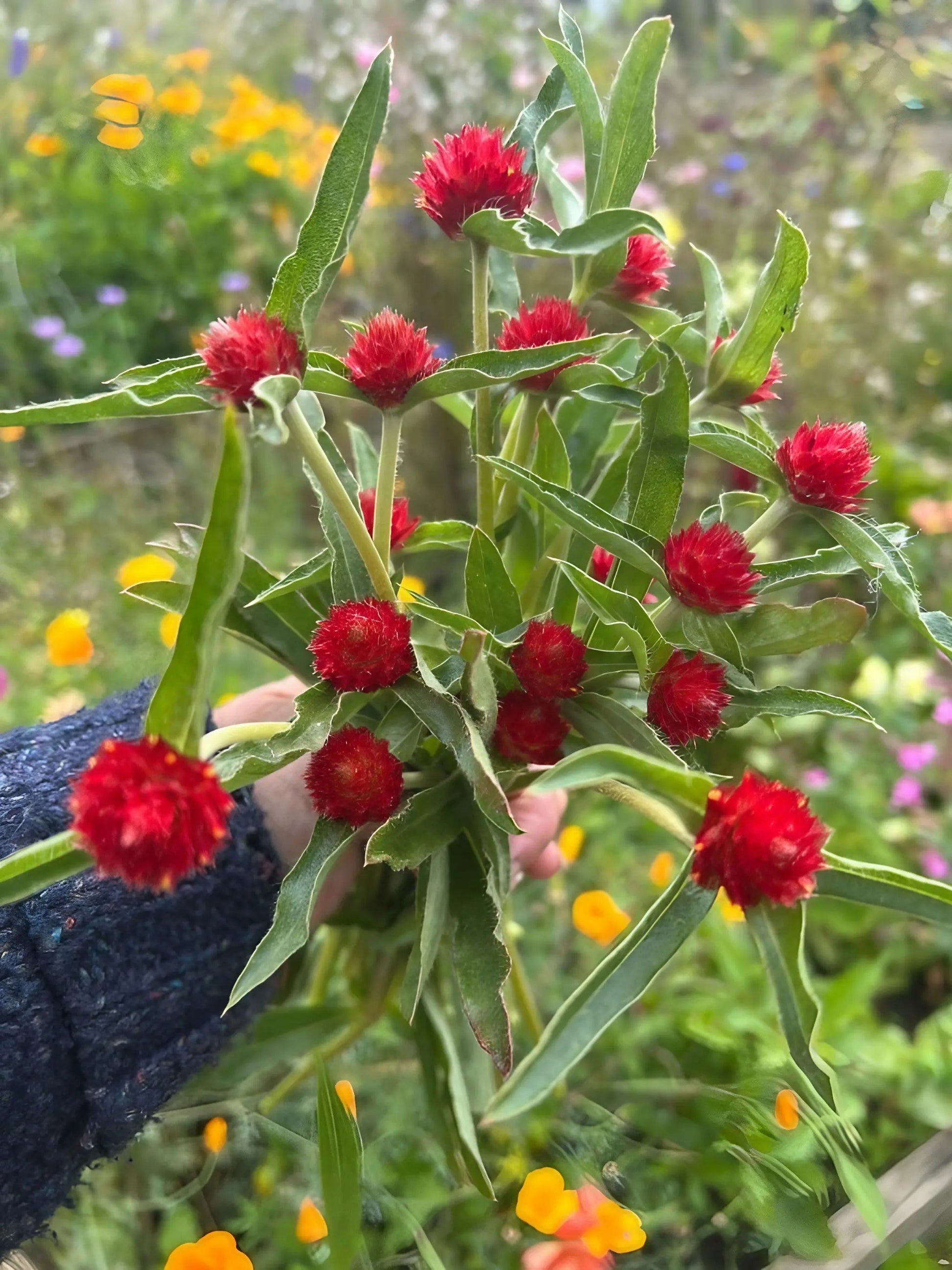 Gomphrena Strawberry Fields - REGN