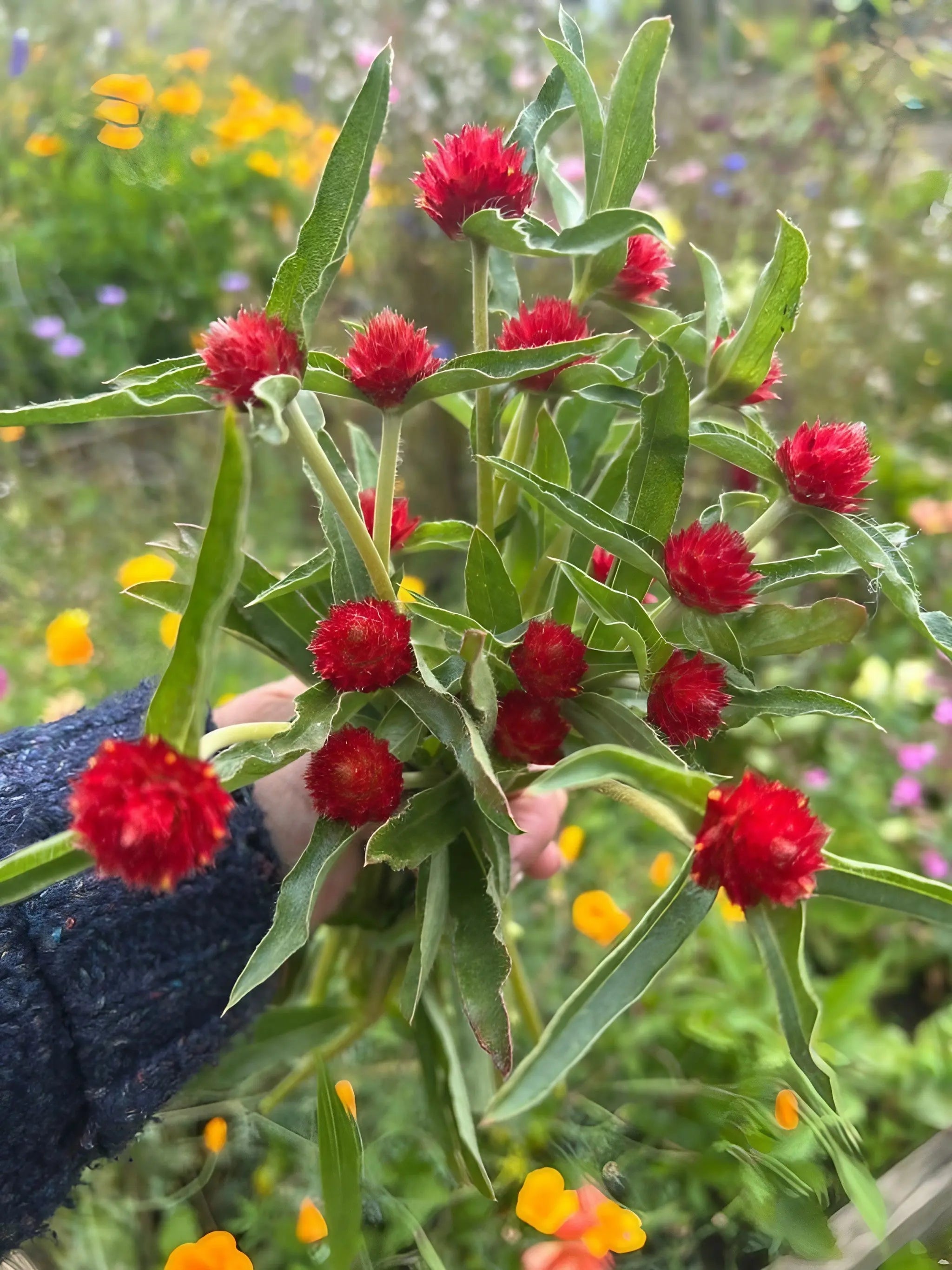 Gomphrena Strawberry Fields - REGN