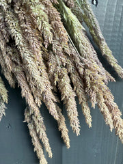 Grass Mixed Dried - REGN