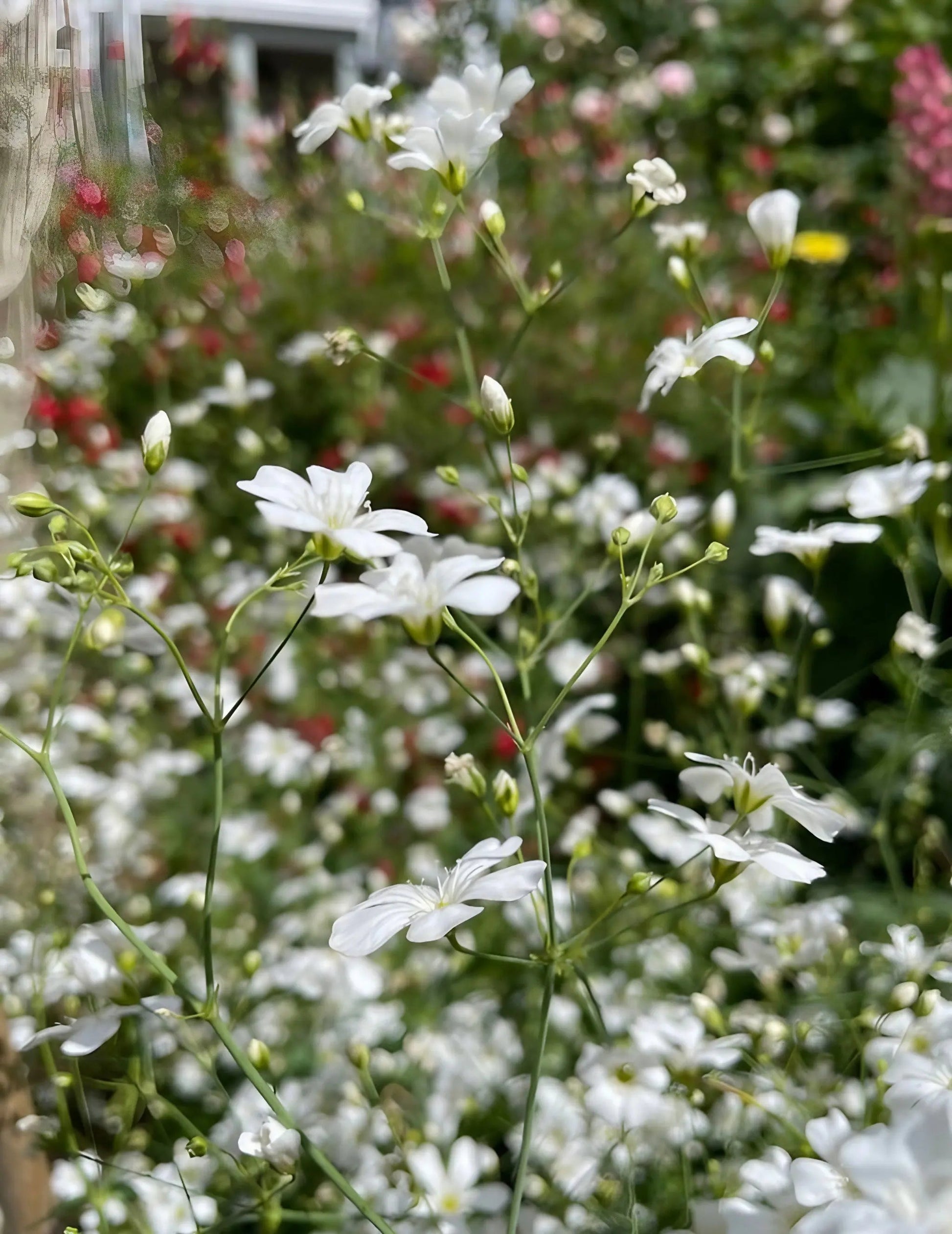 Gypsophila Covent Garden - REGN