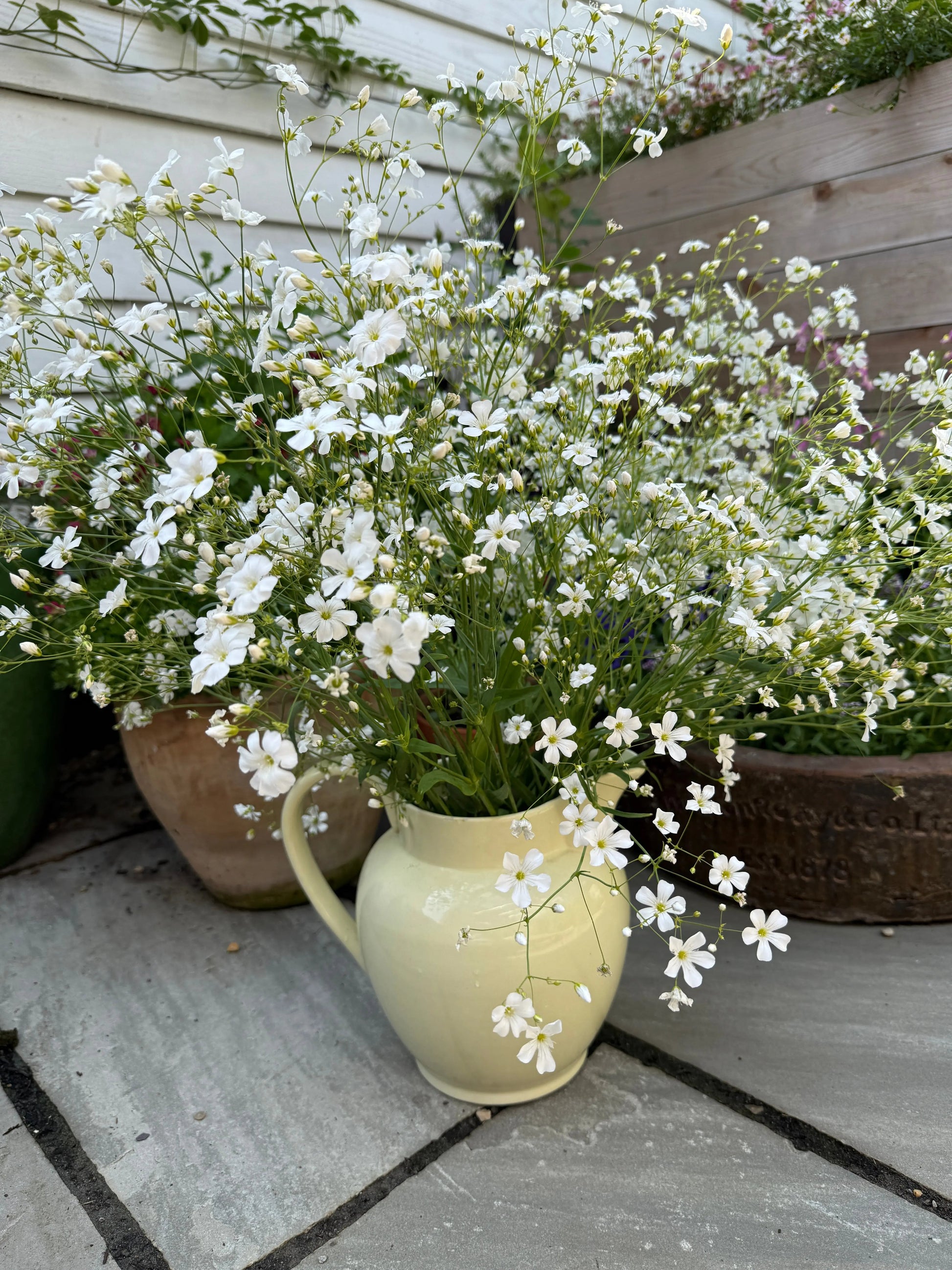 Gypsophila Covent Garden - REGN