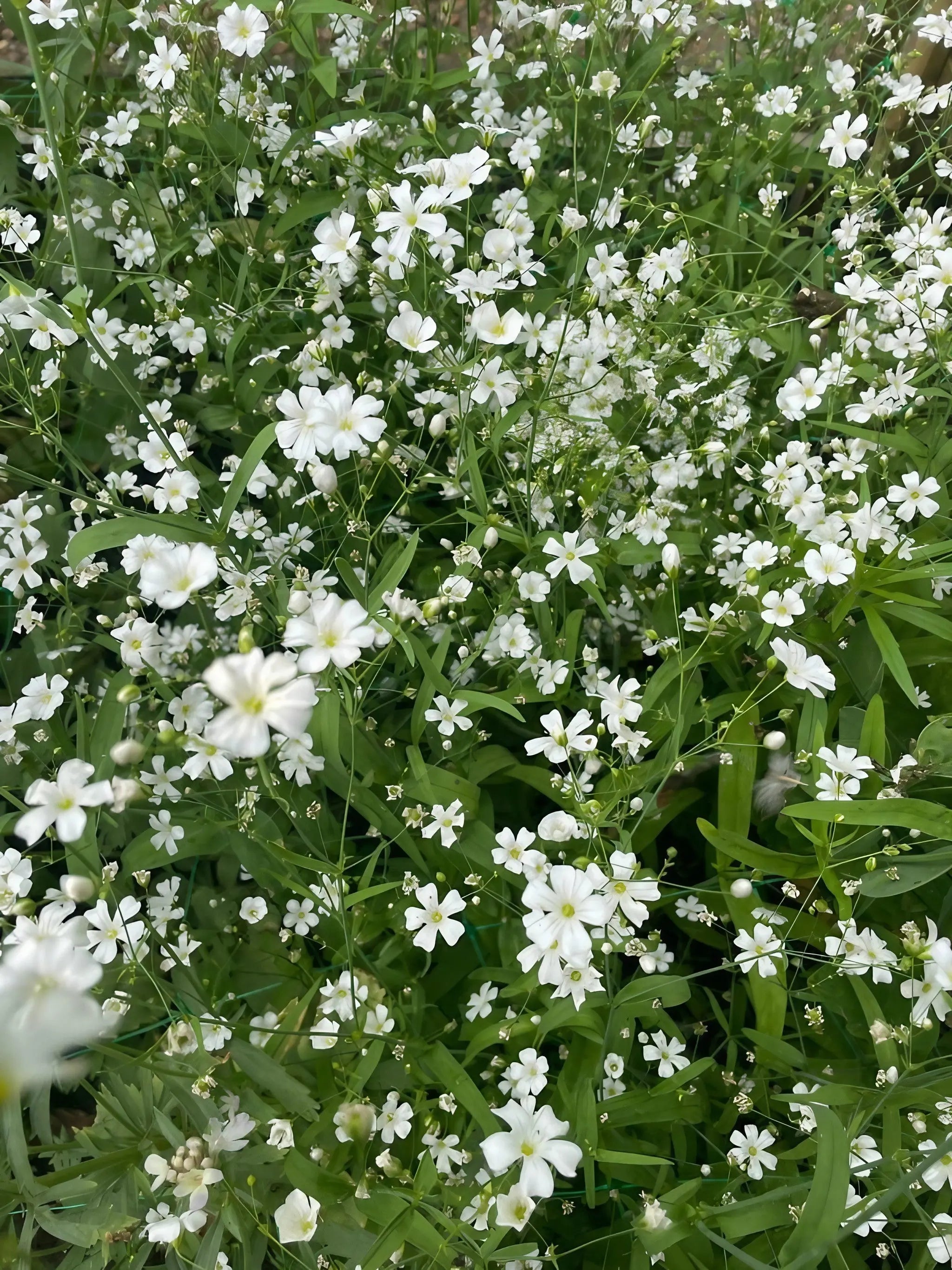 Gypsophila Covent Garden - REGN