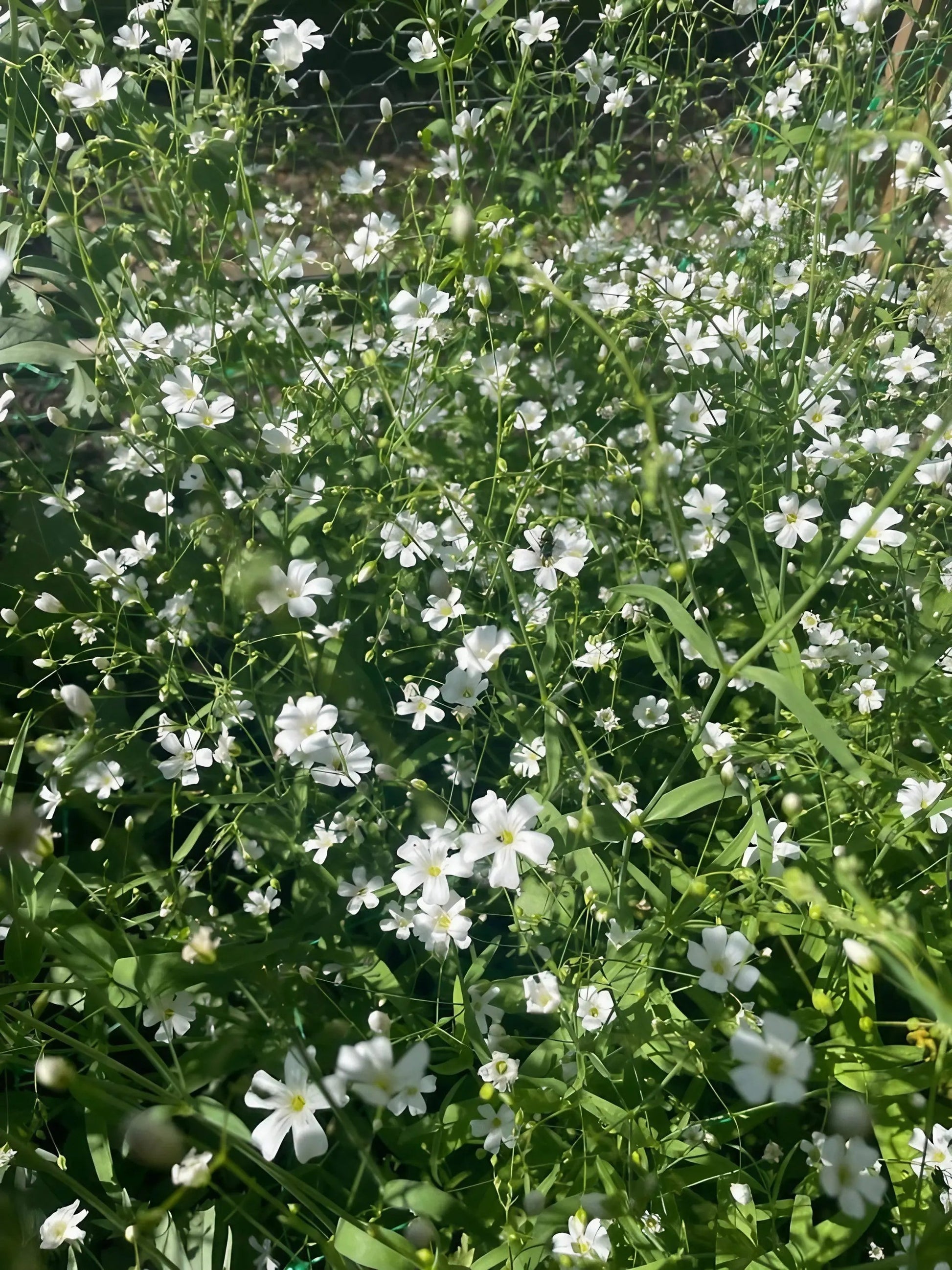 Gypsophila Covent Garden - REGN