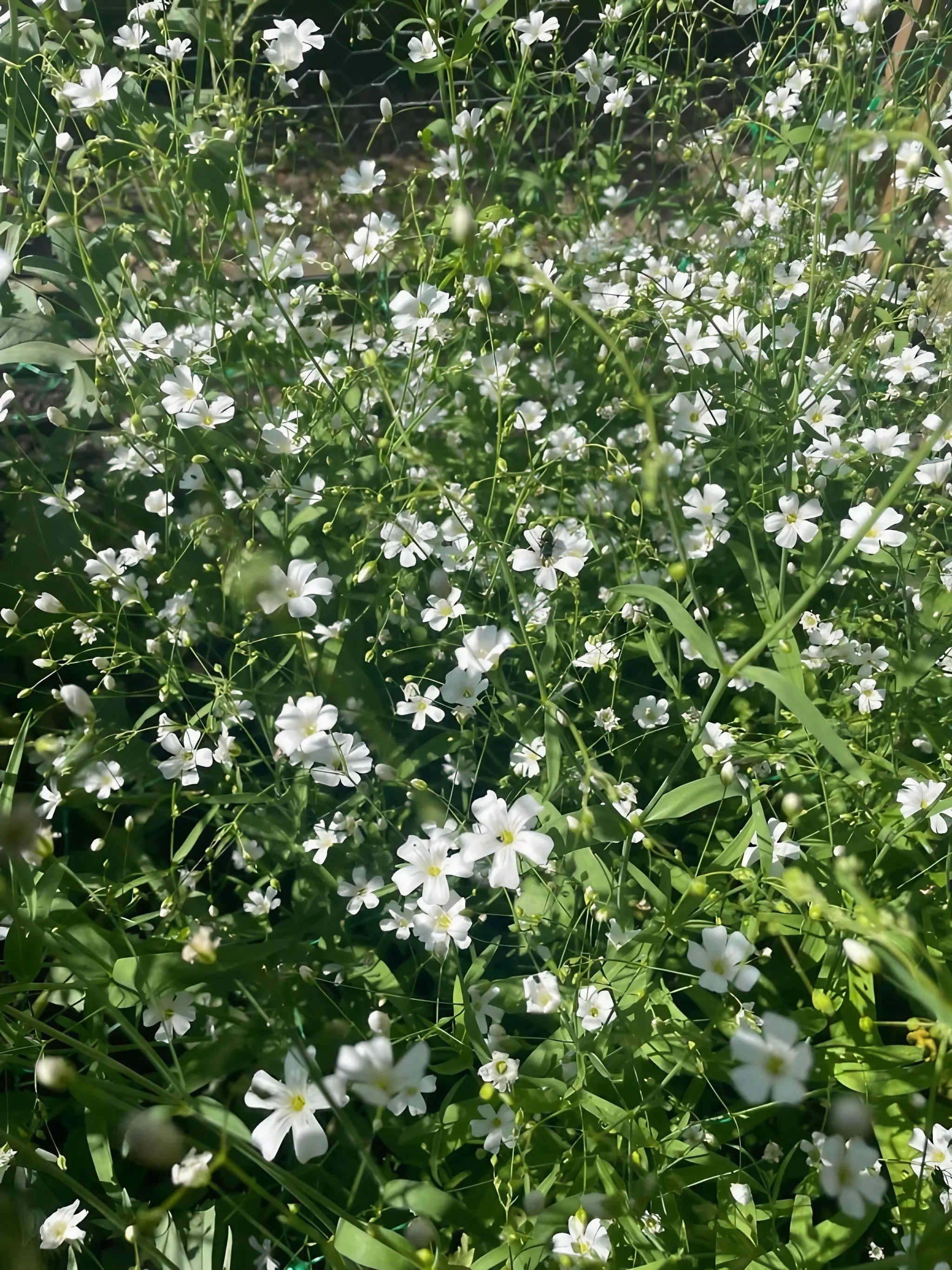 Gypsophila Covent Garden - REGN