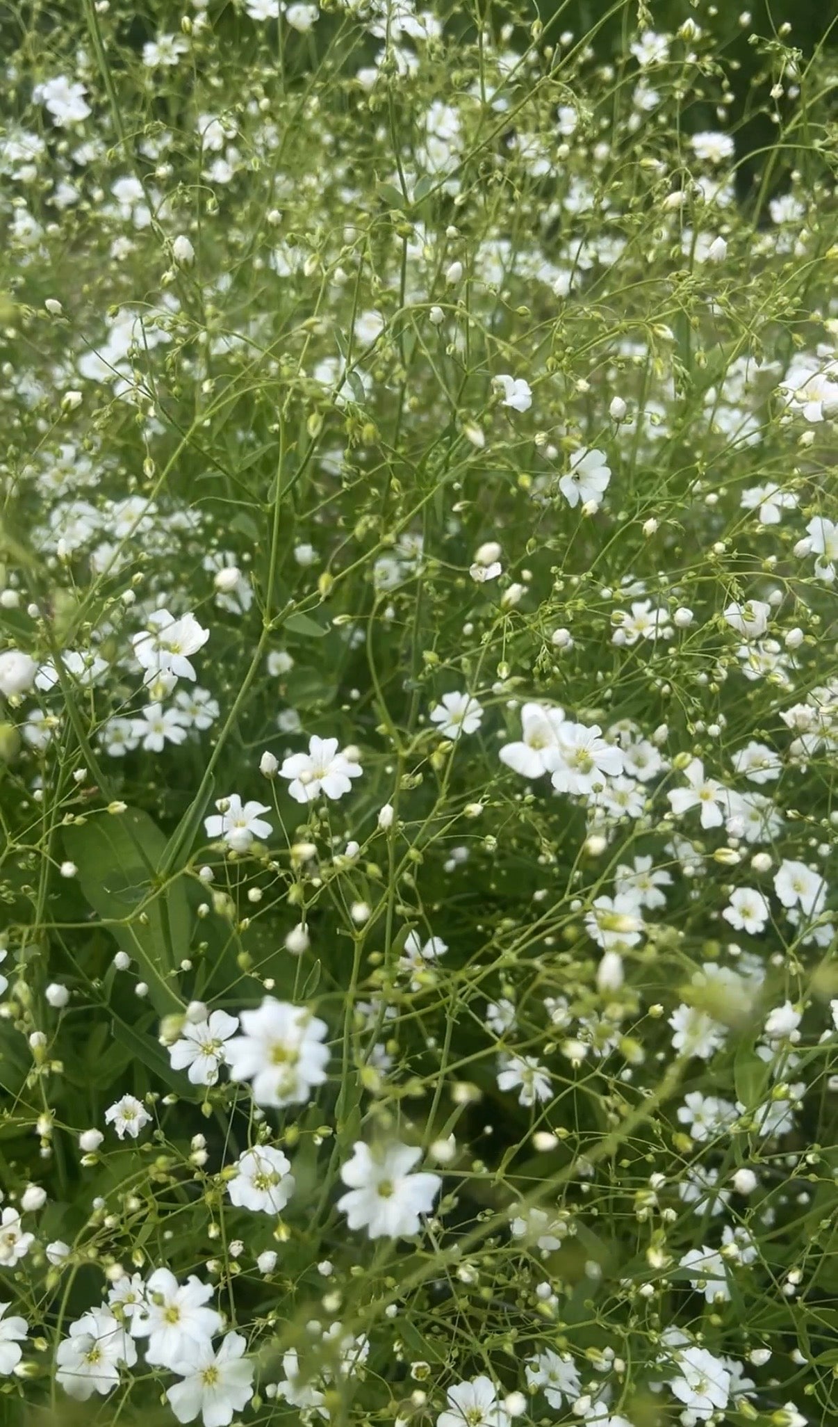 Gypsophila Covent Garden - REGN