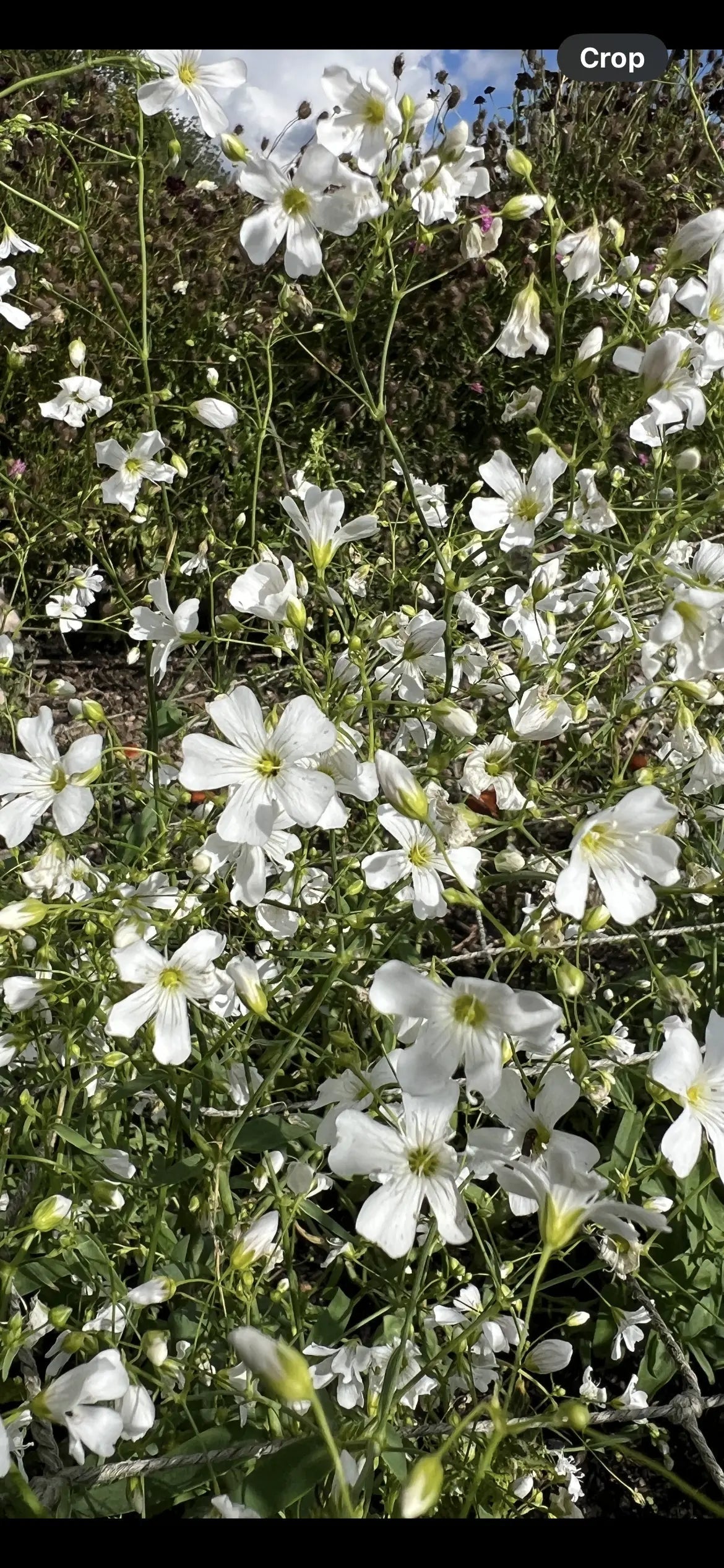 Gypsophila Covent Garden - REGN