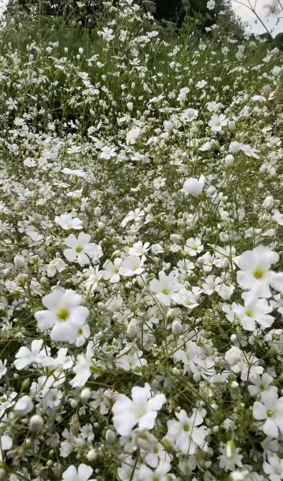 Gypsophila Covent Garden - REGN