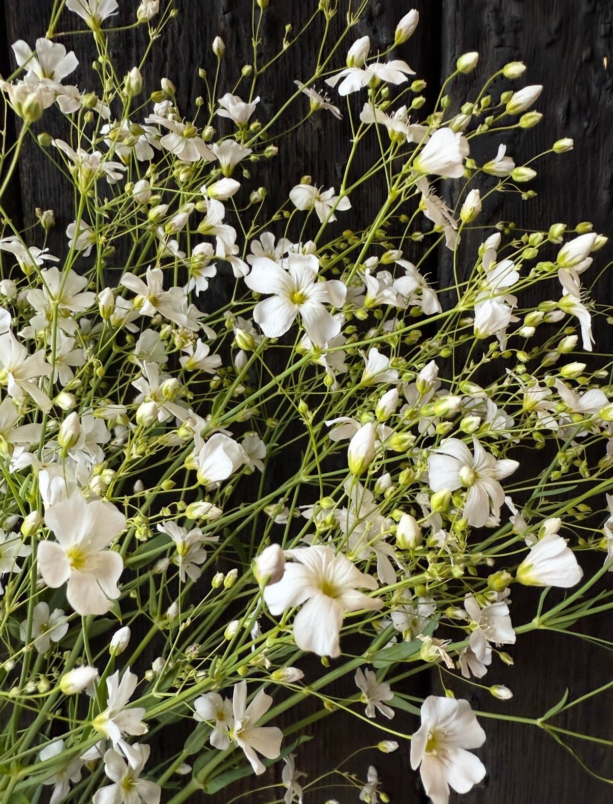 Gypsophila Covent Garden - REGN