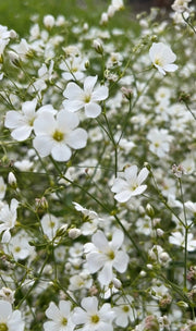 Gypsophila Covent Garden - REGN
