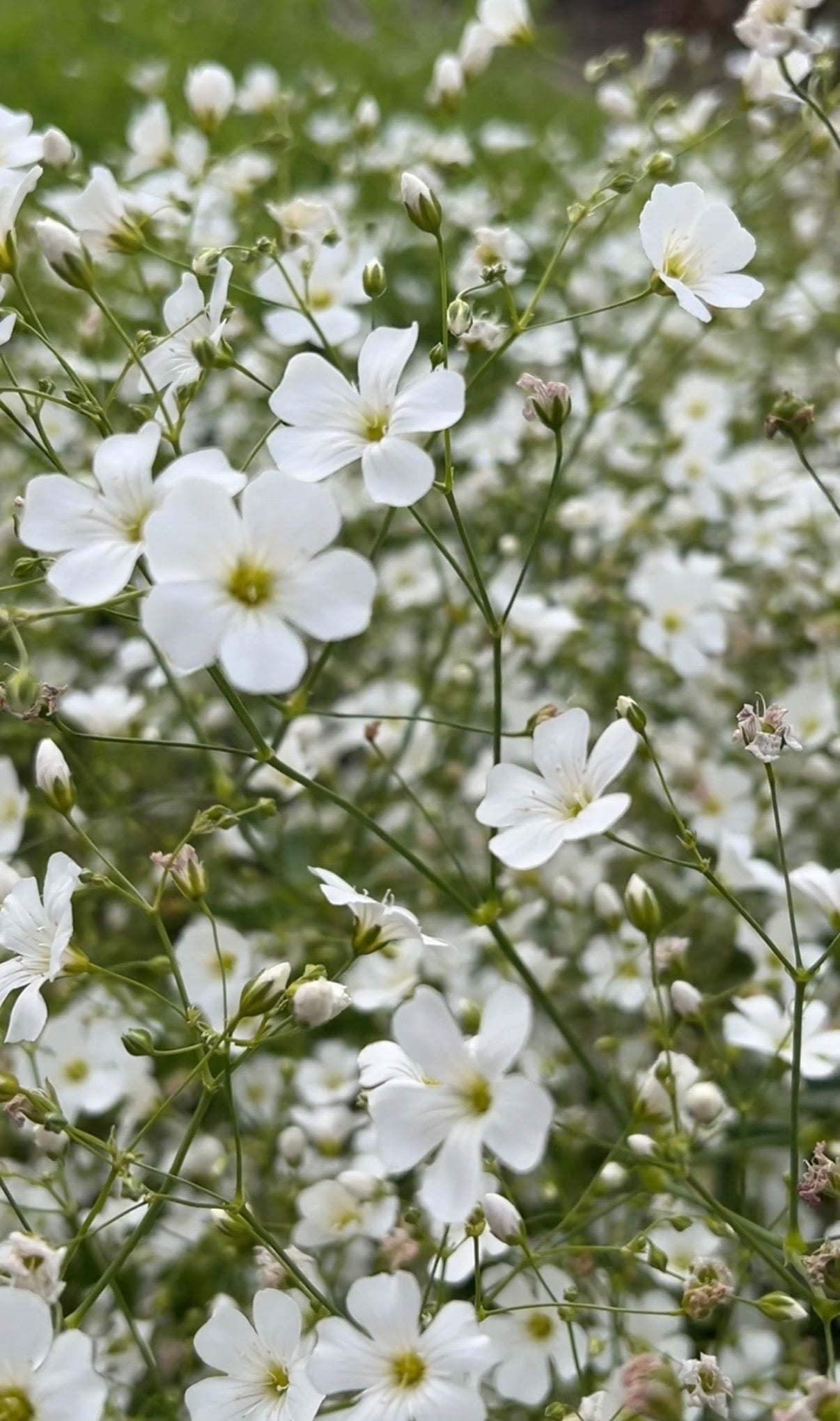 Gypsophila Covent Garden - REGN
