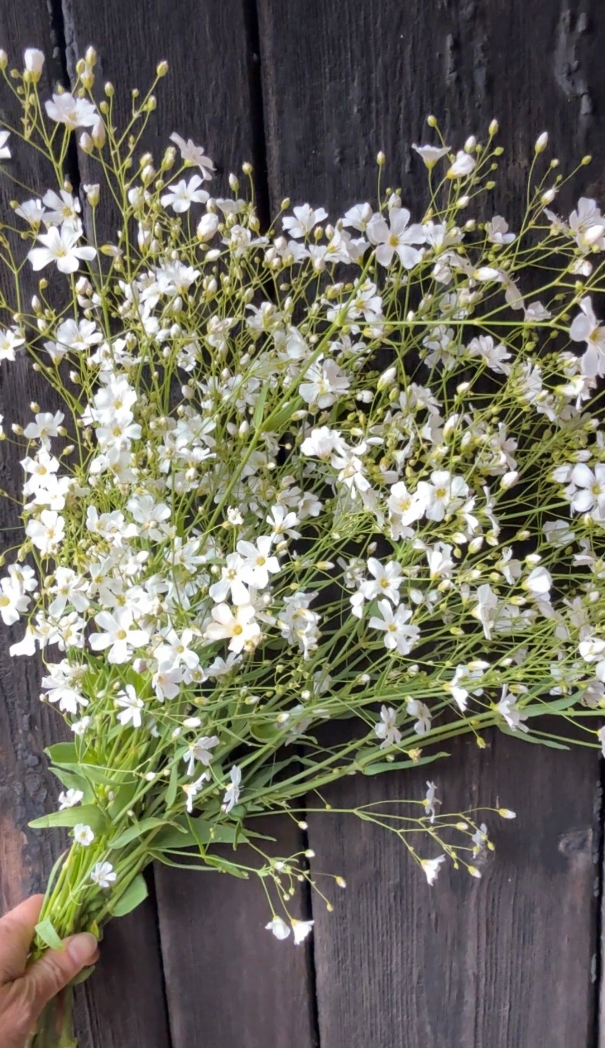 Gypsophila Covent Garden - REGN