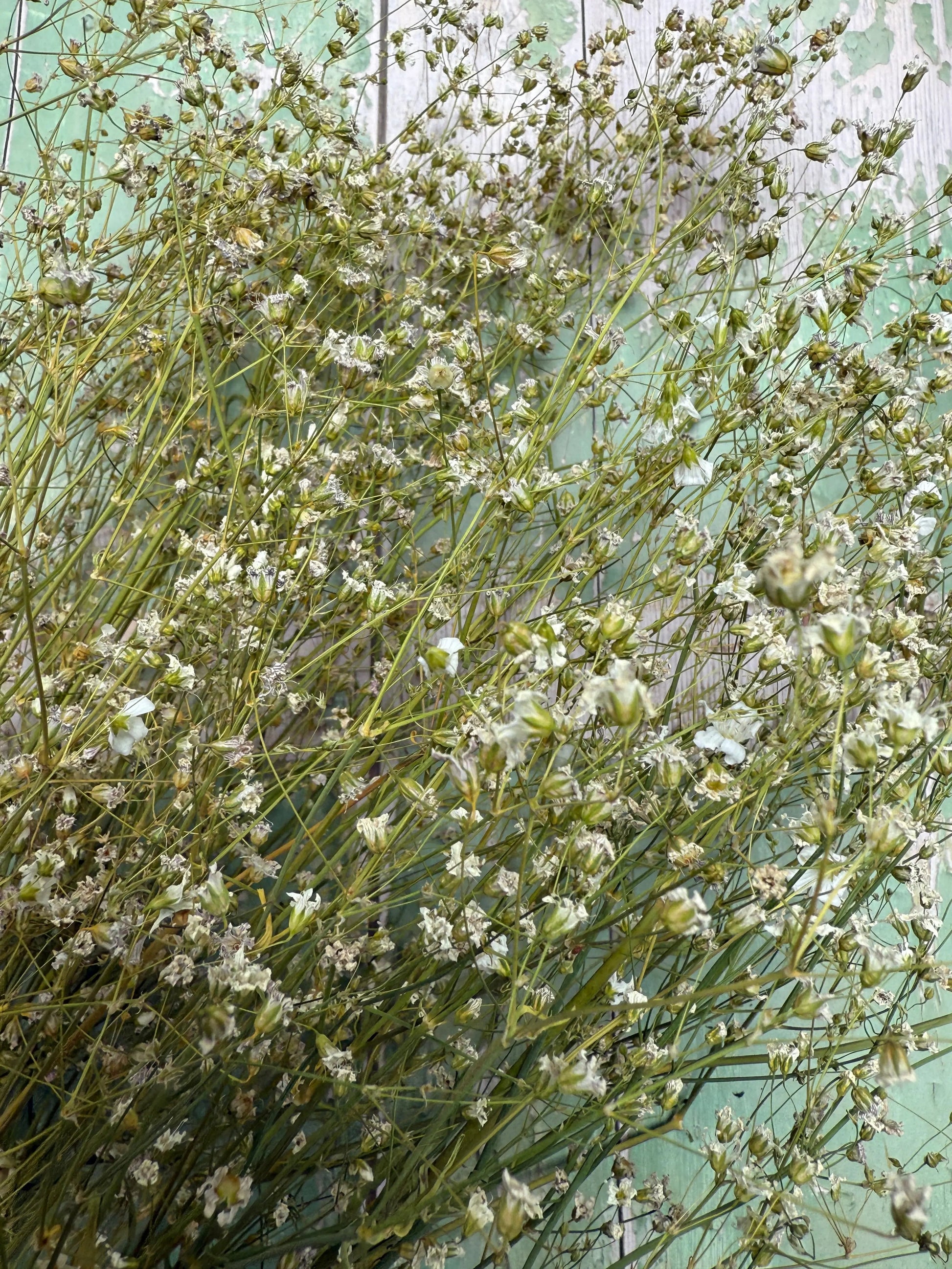 Gypsophila Dried - REGN