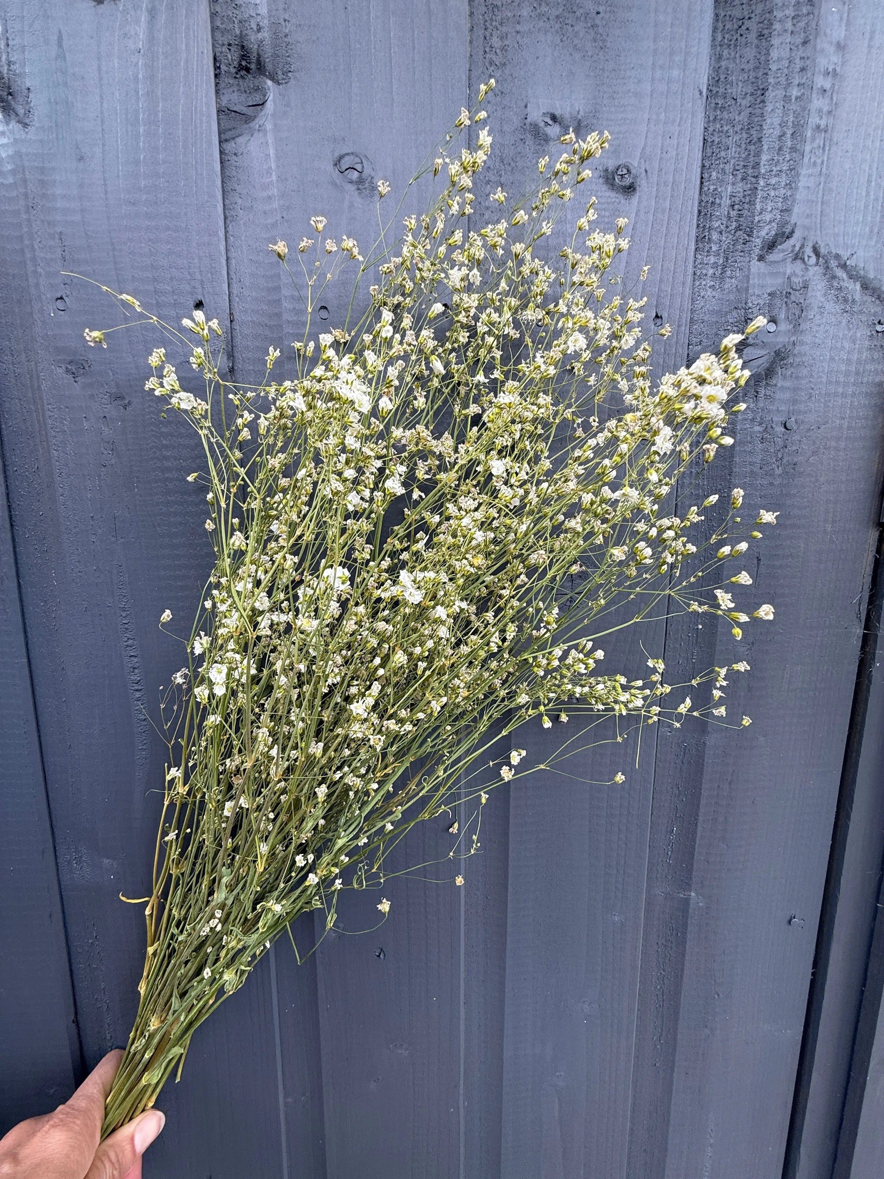 Gypsophila Dried - REGN