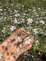 Gypsophila Pink - REGN