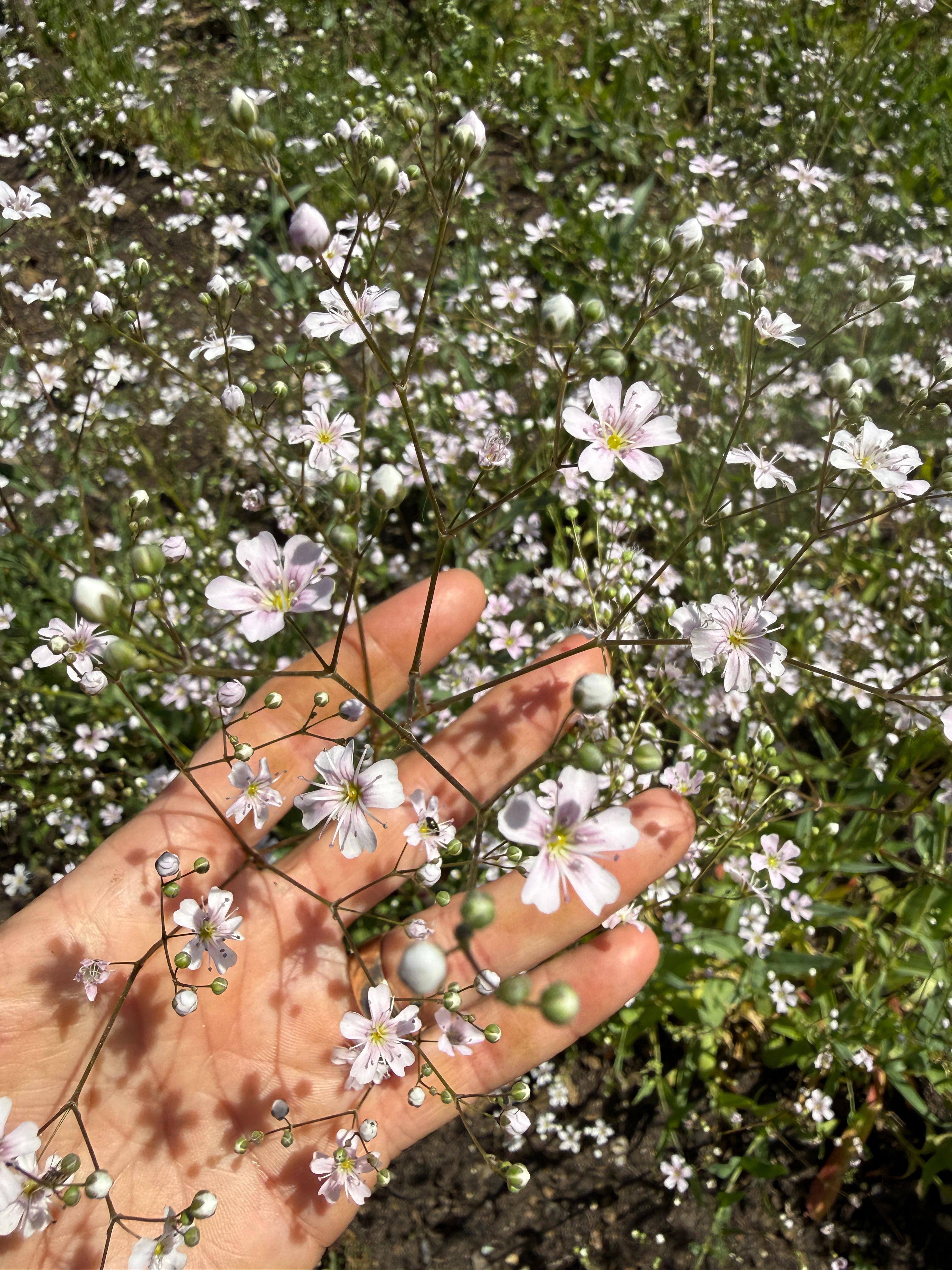 Gypsophila Pink - REGN