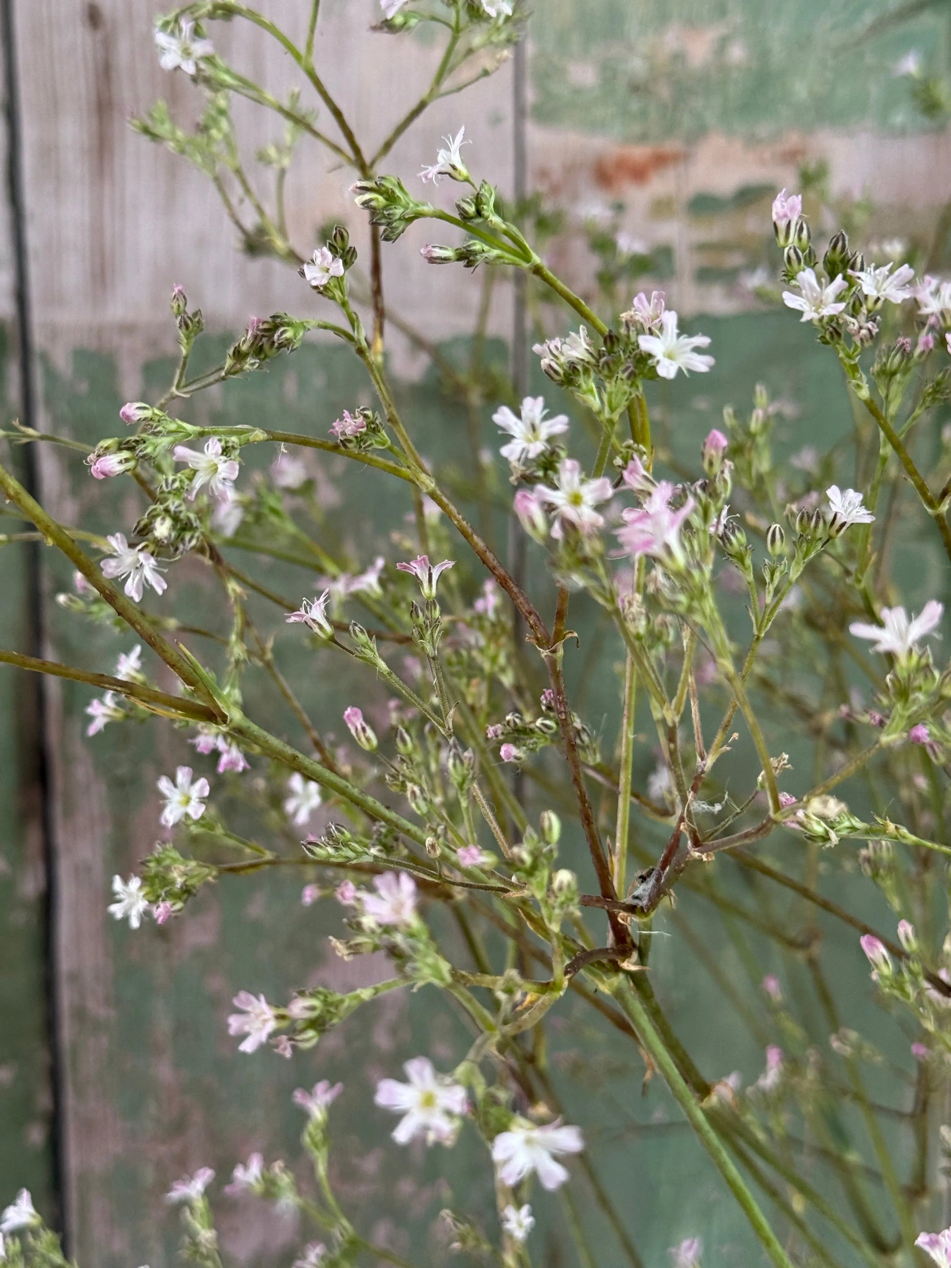 Gypsophila Pink - REGN