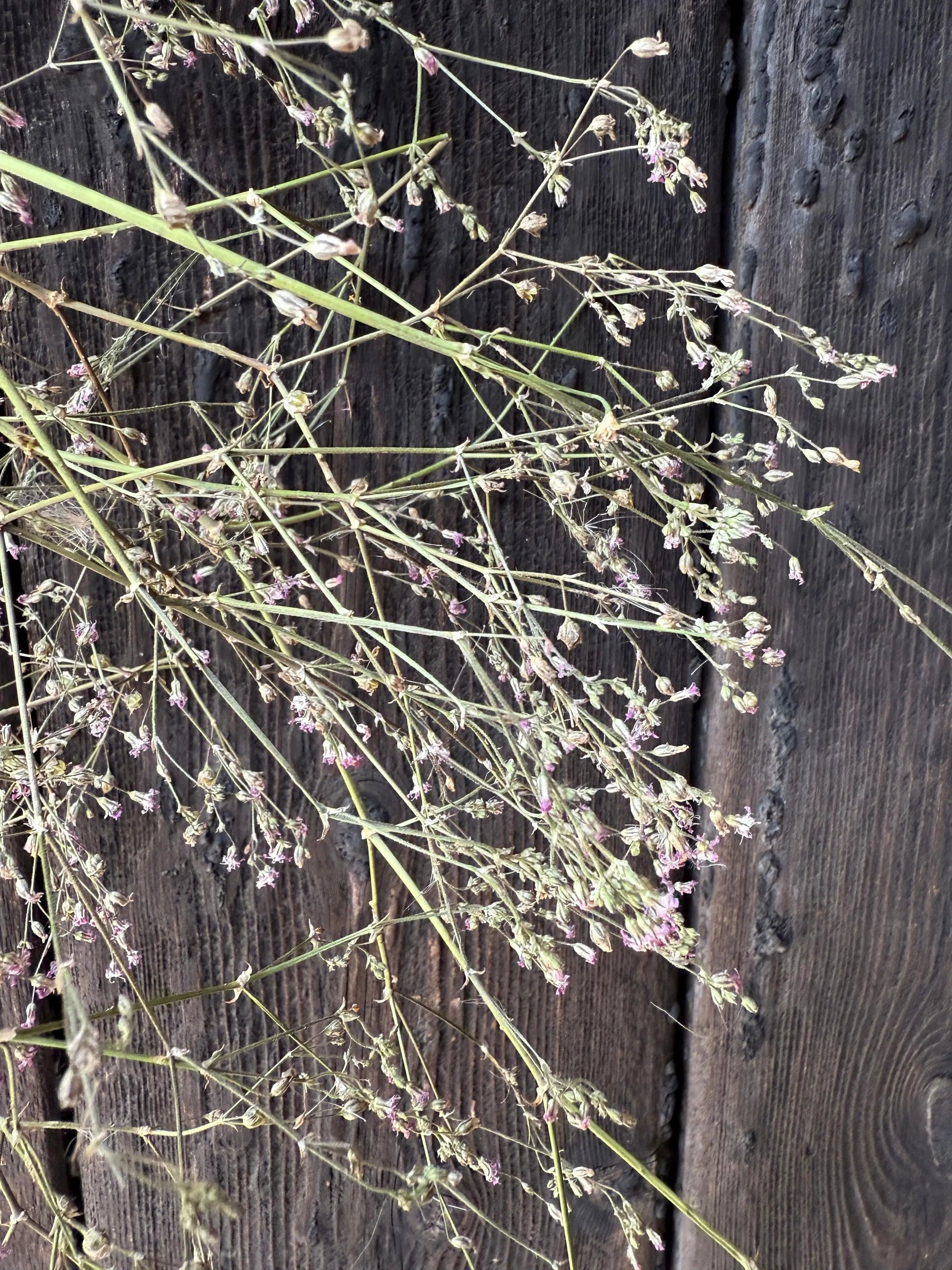 Gypsophila Pink Dried - REGN