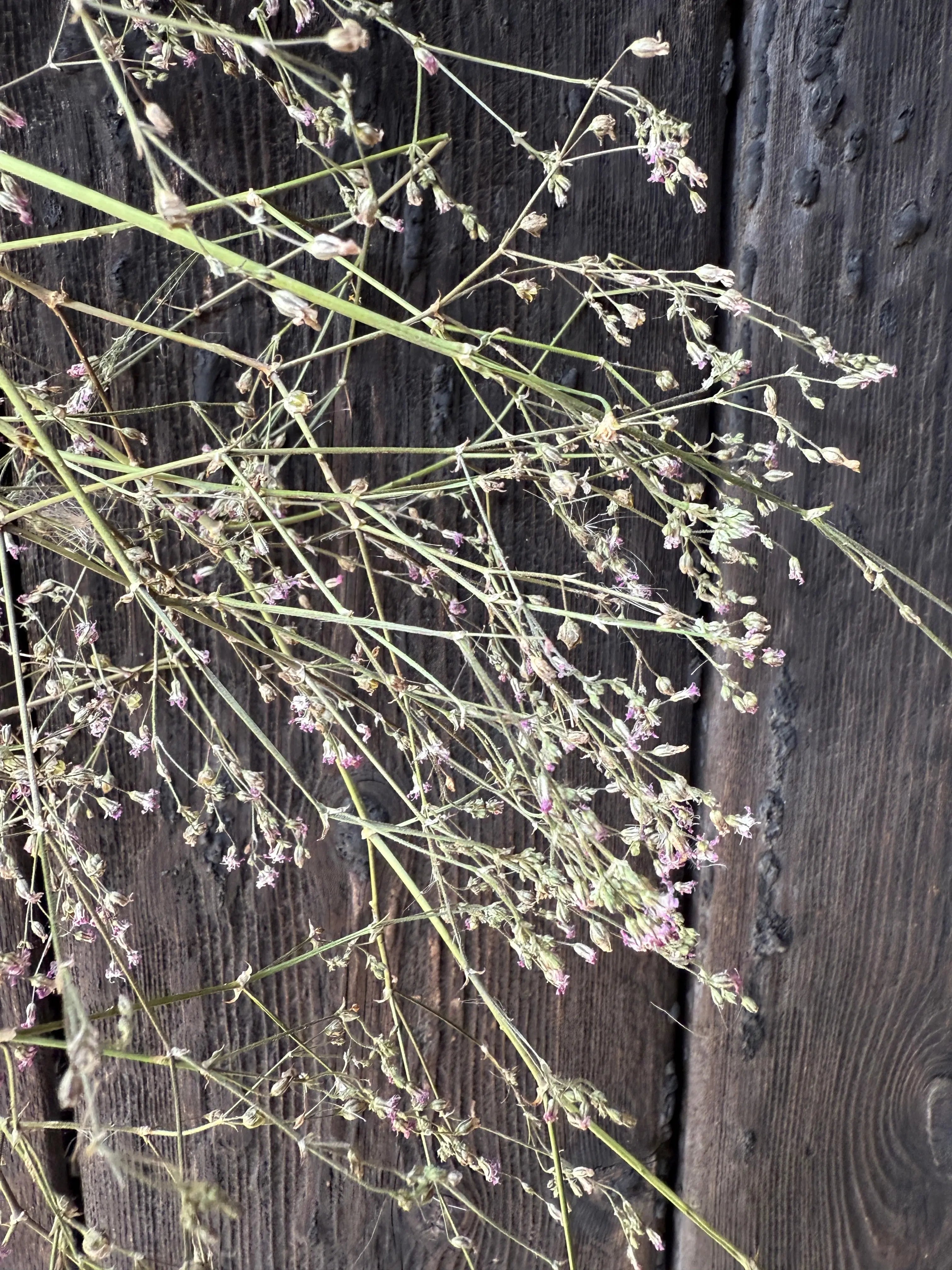Gypsophila Pink Dried - REGN