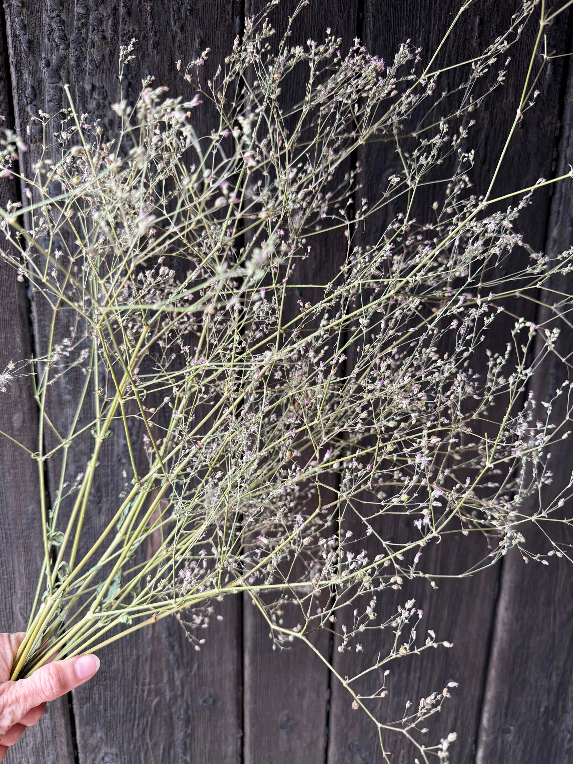Gypsophila Pink Dried - REGN