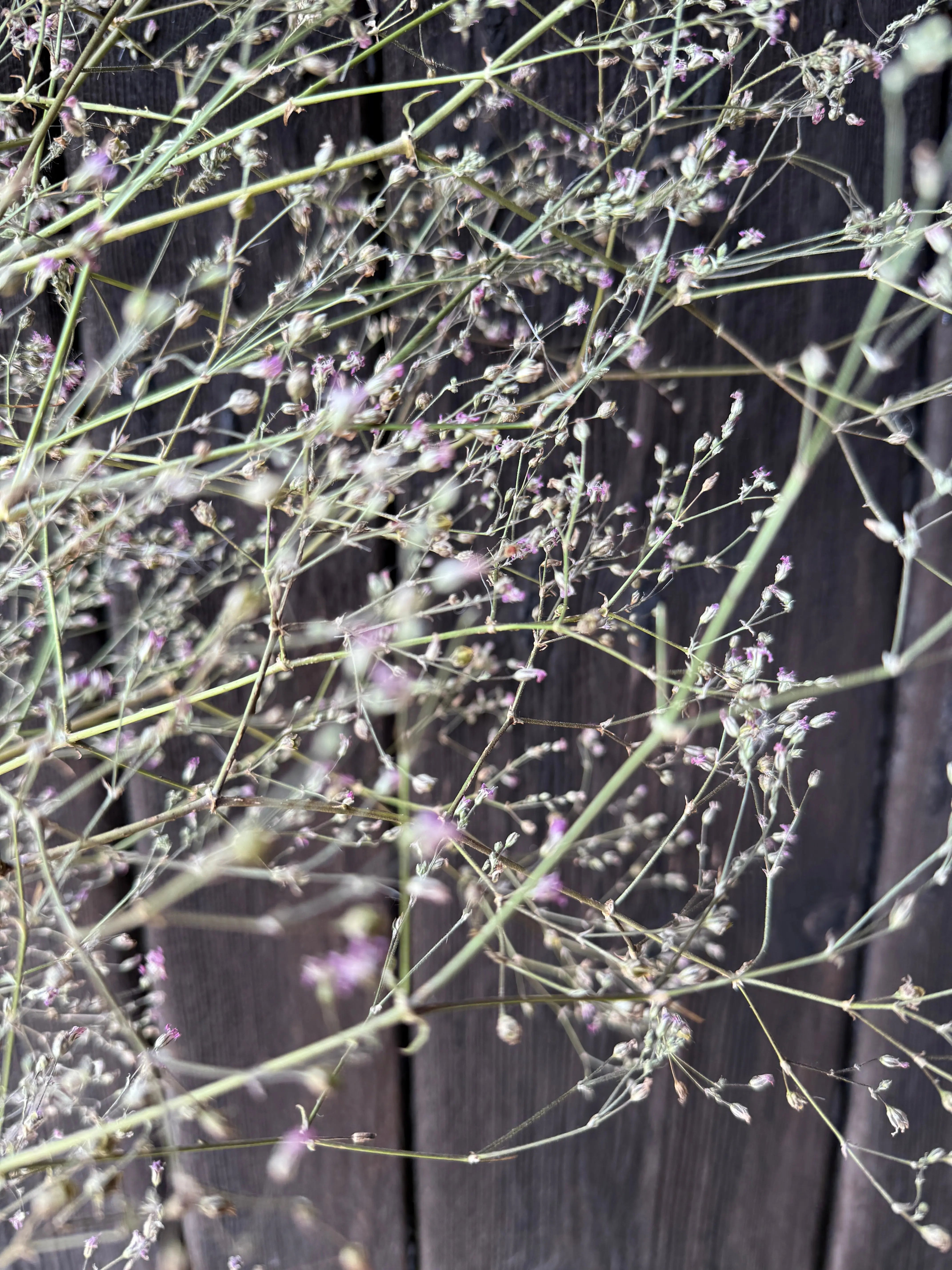 Gypsophila Pink Dried - REGN
