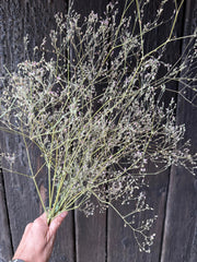 Gypsophila Pink Dried - REGN