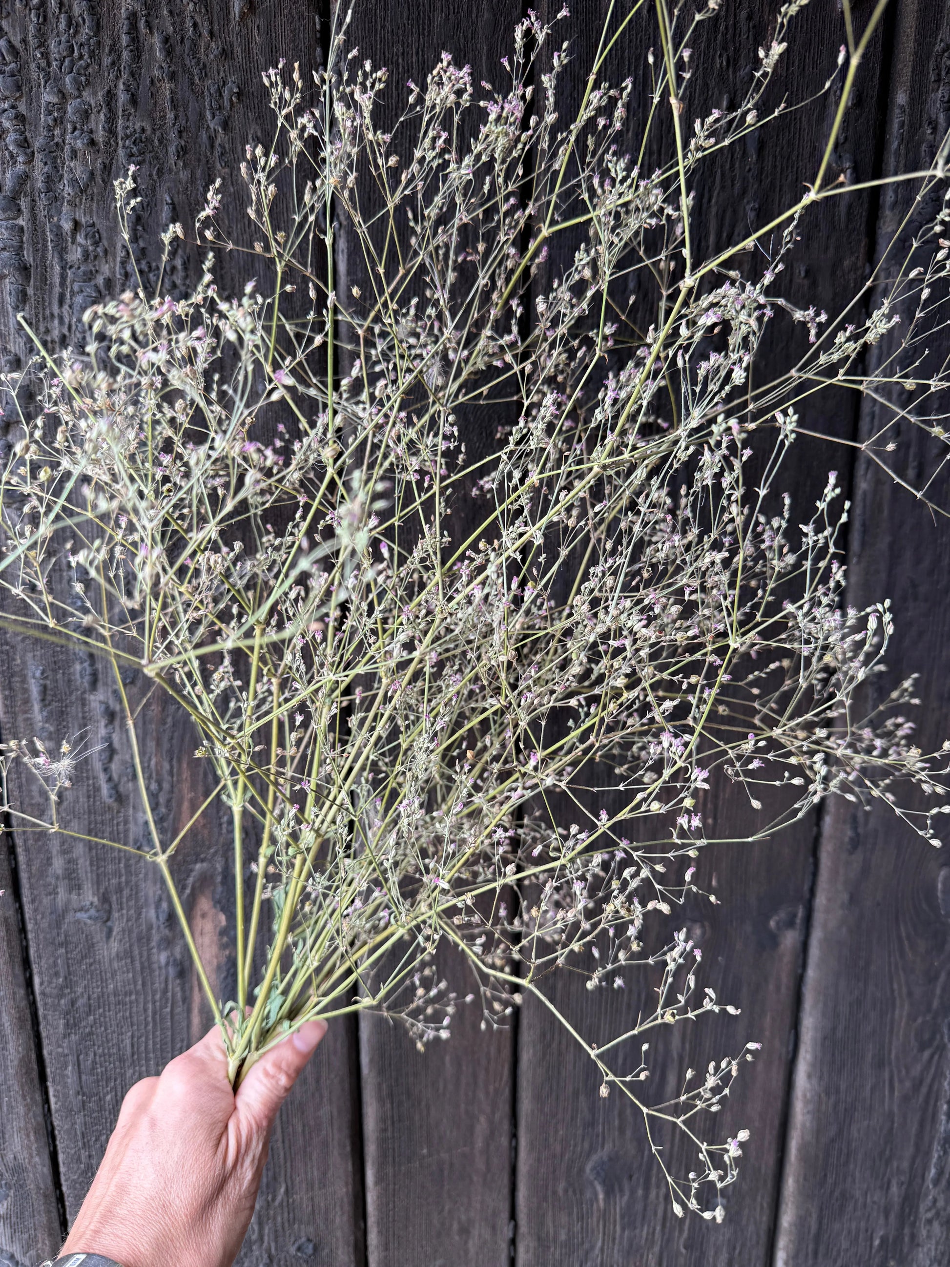 Gypsophila Pink Dried - REGN