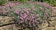 Gypsophila Rosea - REGN