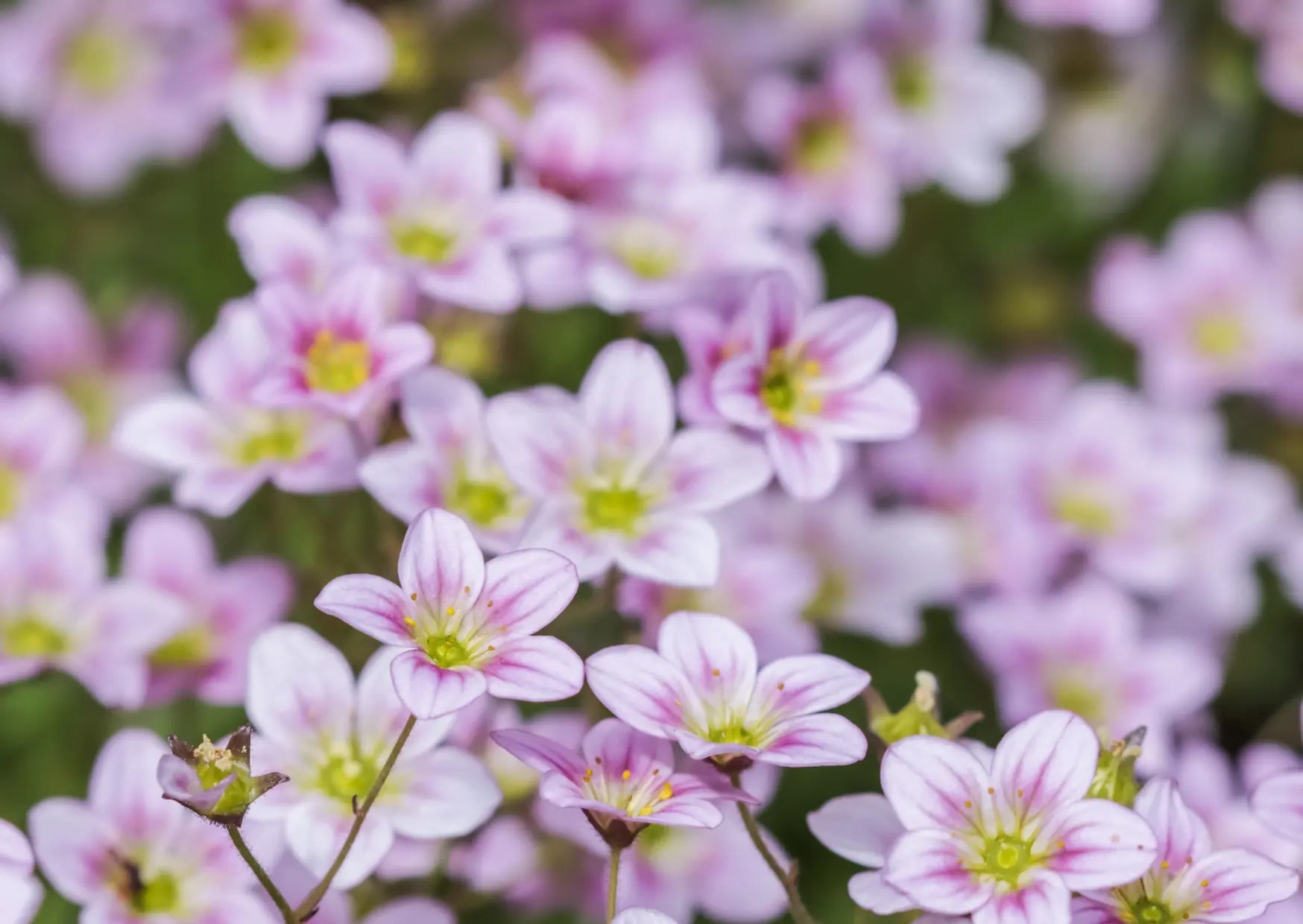 Gypsophila Rosea - REGN