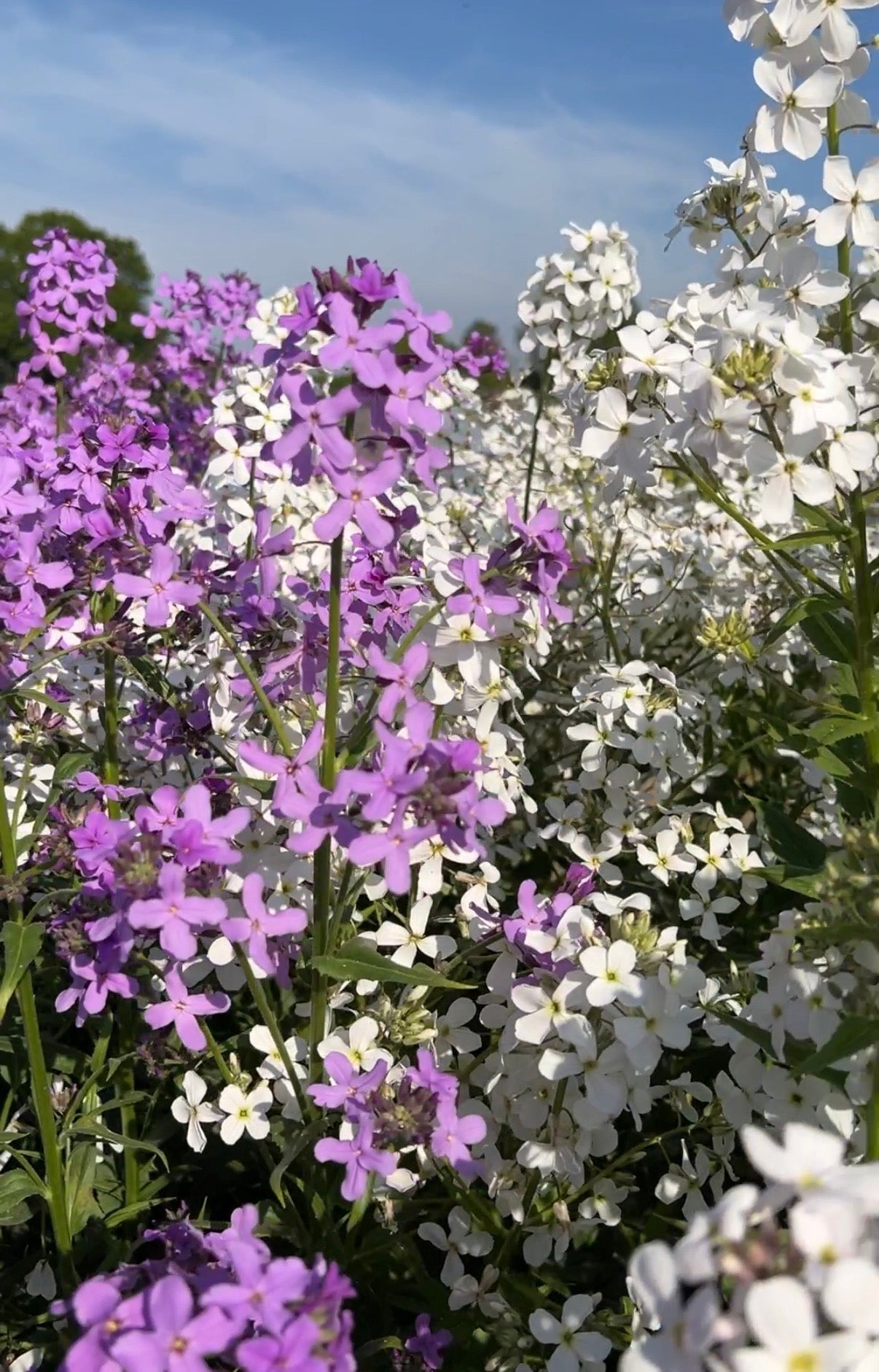 Hesperis Mixed - REGN