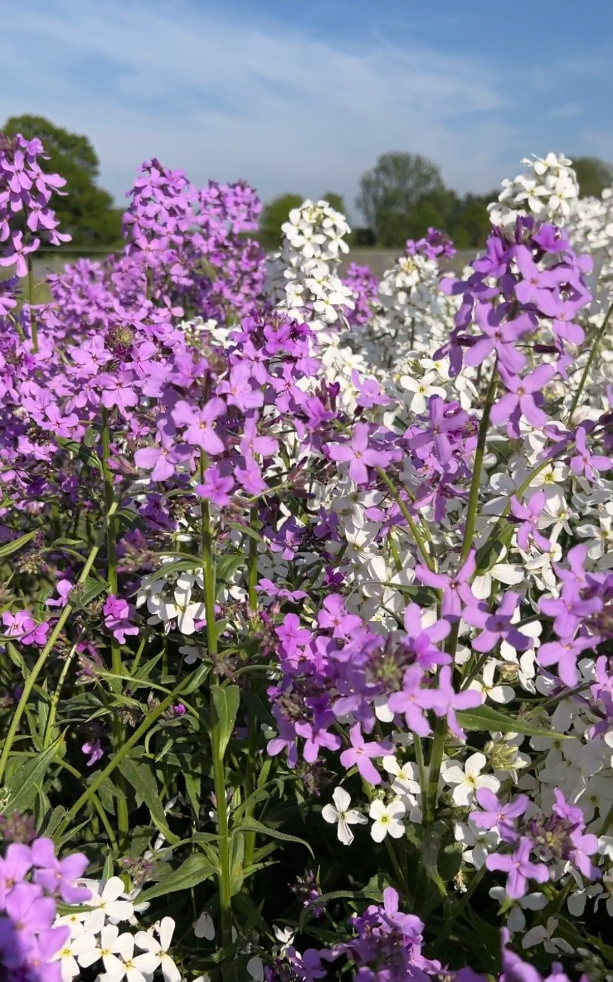 Hesperis Mixed - REGN