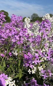 Hesperis Mixed - REGN