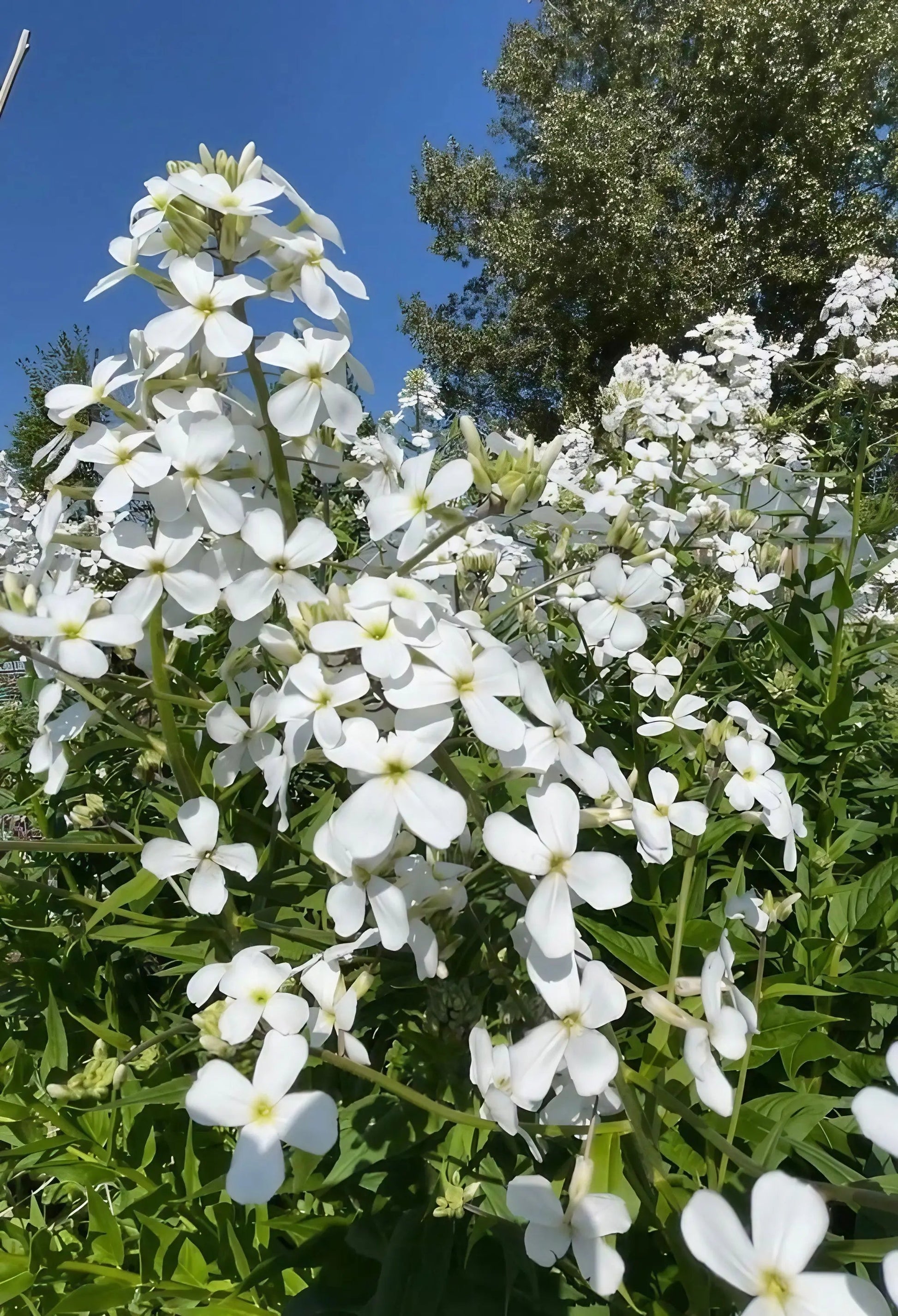 Hesperis Mixed - REGN