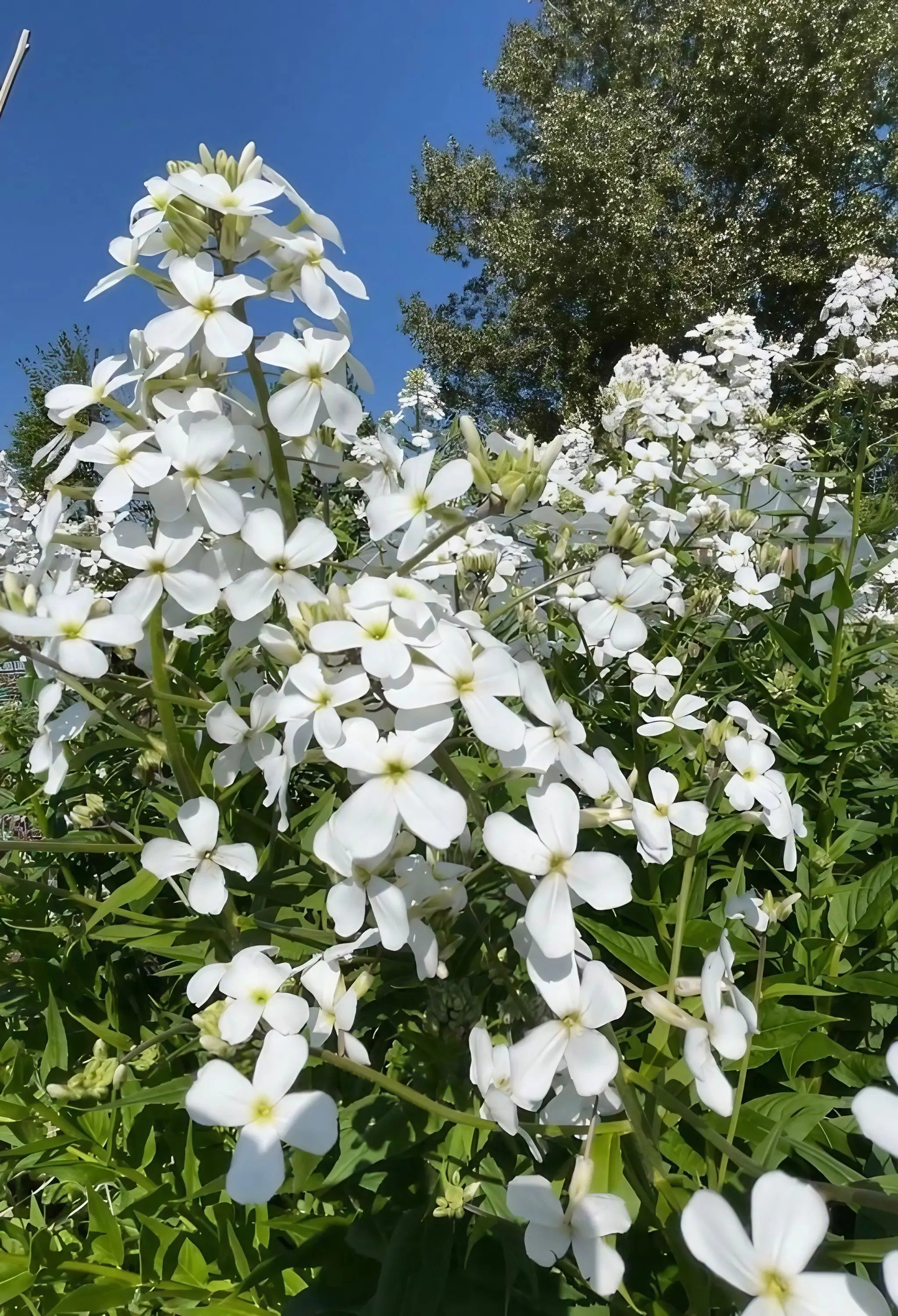 Hesperis Mixed - REGN